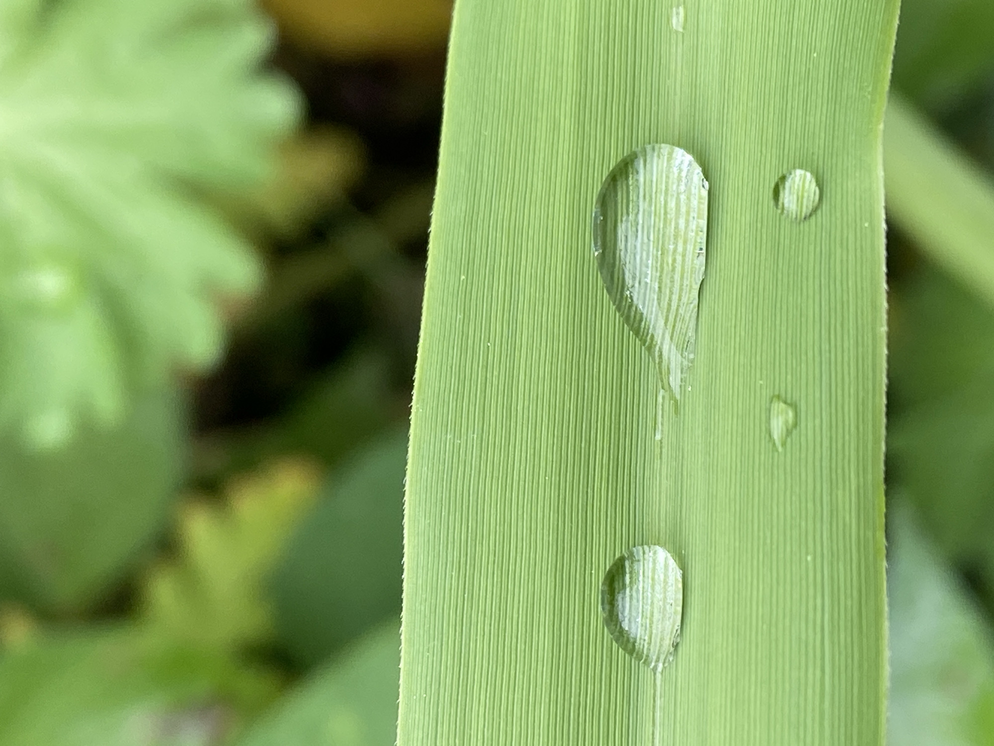 A close-up shot depicts a green blade of grass with several water droplets clinging to its surface. The blade has a textured surface of fine ridges. The droplets are clear and reflect the underlying texture of the leaf. In the background, blurred green foliage provides context to the natural setting. It is unclear if this scene is located in Budva, Montenegro.