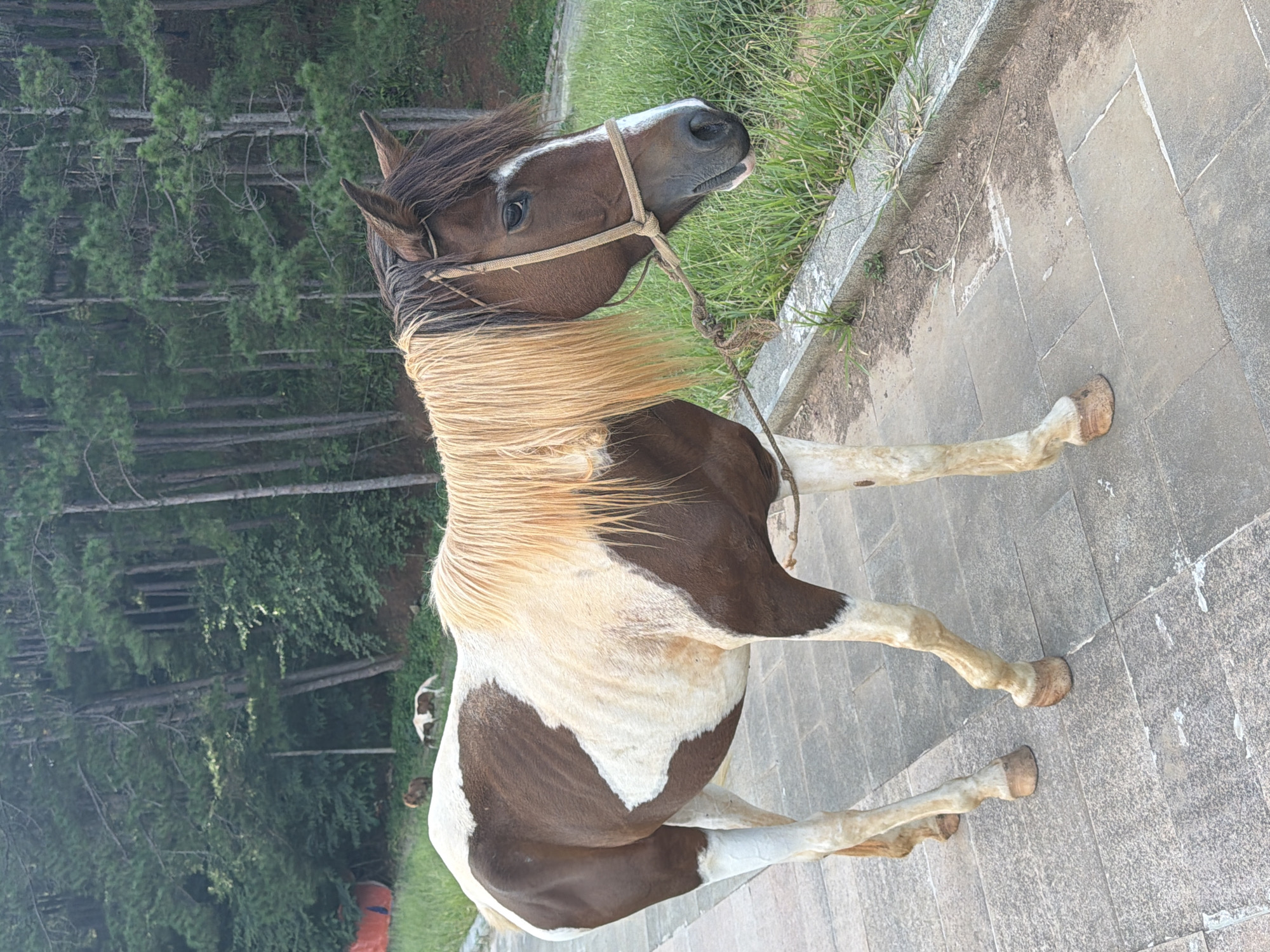 A brown and white horse with a tan mane stands on a paved path. The horse is facing to the right, with its head lowered slightly. A rope halter is visible on its head. In the background, there is a dense forest with tall pine trees. A few other horses and what appears to be a person are visible in the distance on a grassy slope. The paved path is bordered by a concrete curb and more grass. This scene is likely located in Da Lat, Vietnam, a city known for its pine forests and cool climate, often featuring horses for tourism.