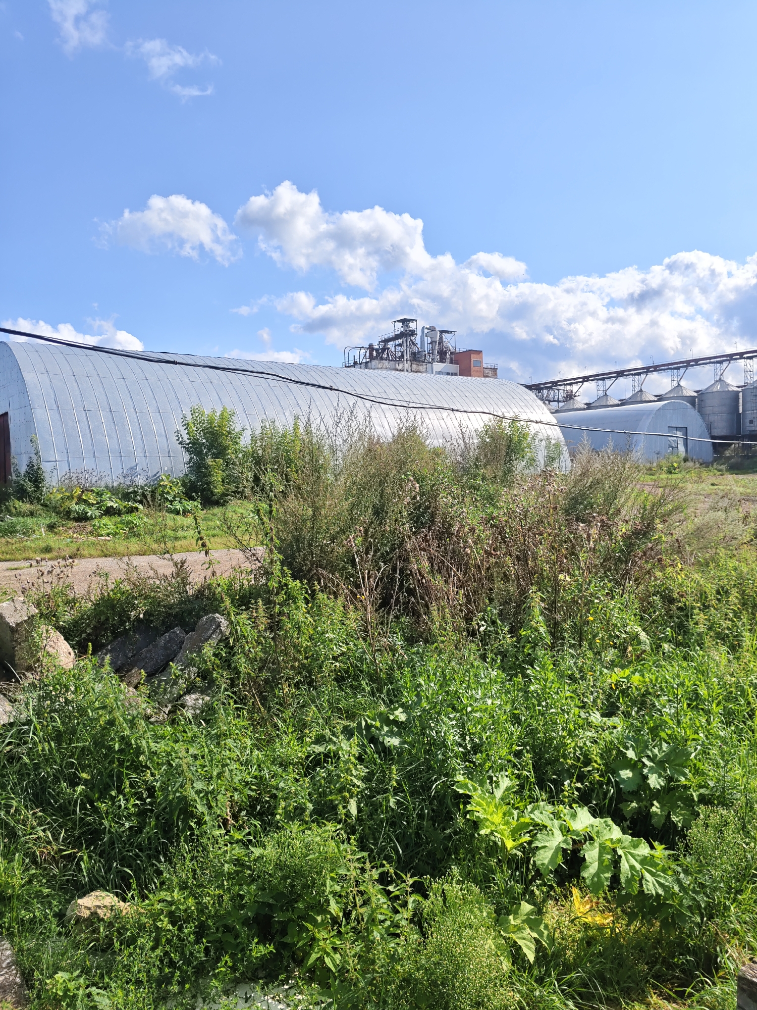 The image depicts a large, curved, corrugated metal structure, possibly a warehouse or industrial building, situated in an outdoor setting. In the background, a complex of industrial facilities with various silos and piping is visible against a bright blue sky with scattered white clouds. The foreground is dominated by lush green vegetation, including tall grasses and broad-leafed plants, with some rocky debris scattered in the lower left corner. The overall scene suggests an industrial area in a rural or semi-rural location, likely on the outskirts of a settlement. The environment appears to be a sunny day. No people are present in the image.