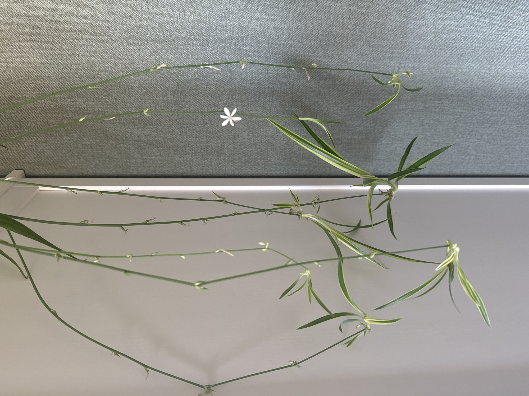 The image shows a close-up of a spider plant (Chlorophytum comosum) with its long, arching stems and thin, strap-like leaves, some of which have green and white stripes. Several small plantlets are developing along the stems. A single, delicate white flower with six petals is visible on one of the stems. The plant appears to be hanging, with its stems extending downwards. The background consists of a light-colored wall on the left and a textured, muted green wall on the right. The lighting suggests an indoor setting, possibly near a window. There are no people or animals in the image. The scene depicts a common houseplant in a state of propagation or flowering.
Regarding the location in Rzhev, Russia, there is no visual information in the image that would allow for its identification. The scene is generic and could be found in any indoor environment.