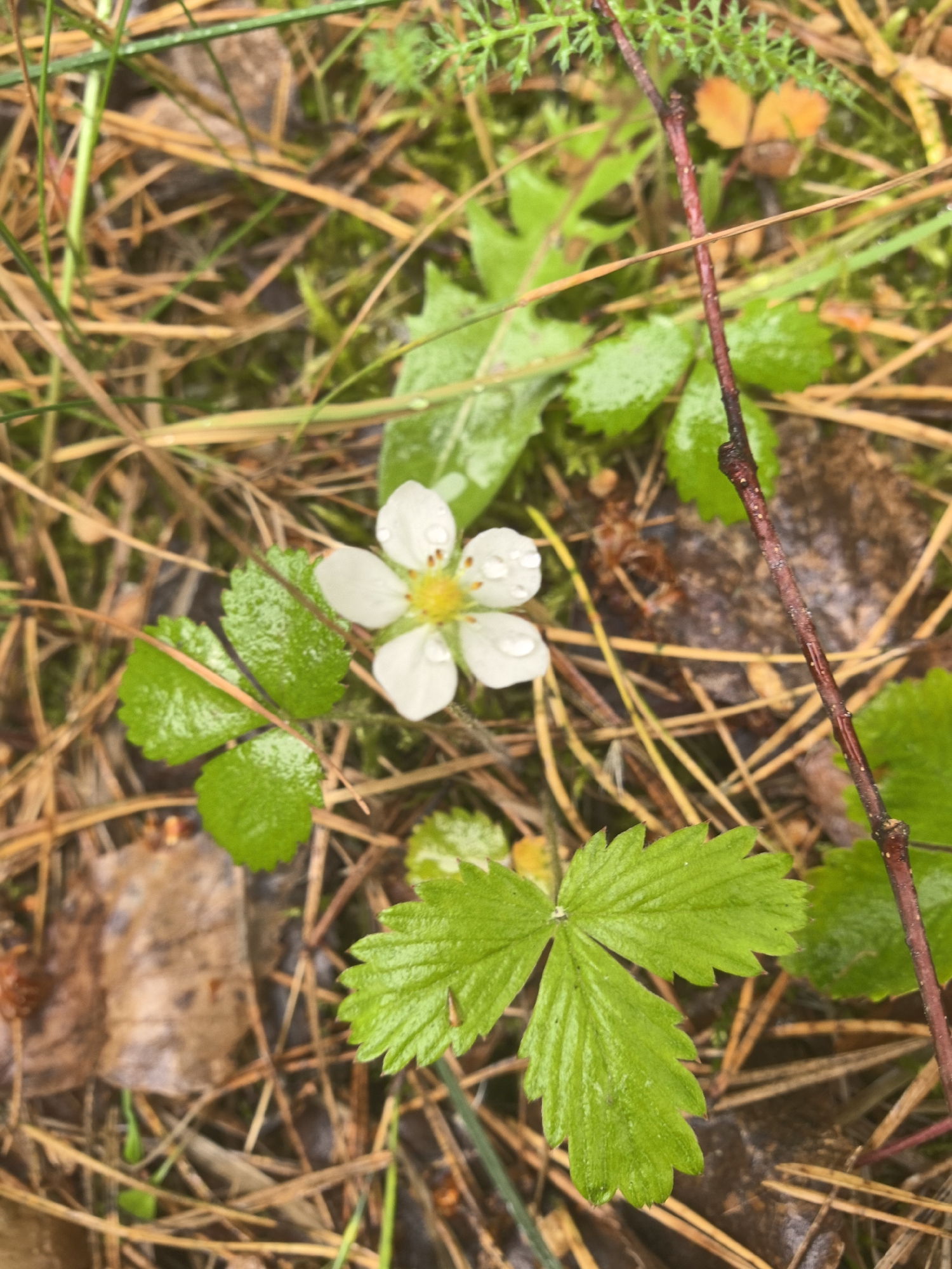 The image shows a patch of ground covered in pine needles, moss, and low-growing vegetation. There is a small white flower with five petals and a yellow center, with water droplets on its petals. Several green leaves with serrated edges are also visible, some with water droplets. A thin, reddish-brown twig lies across the scene. The location is likely in a natural or semi-natural environment, such as a forest edge or park, potentially within the city of Парэчча, Belarus.