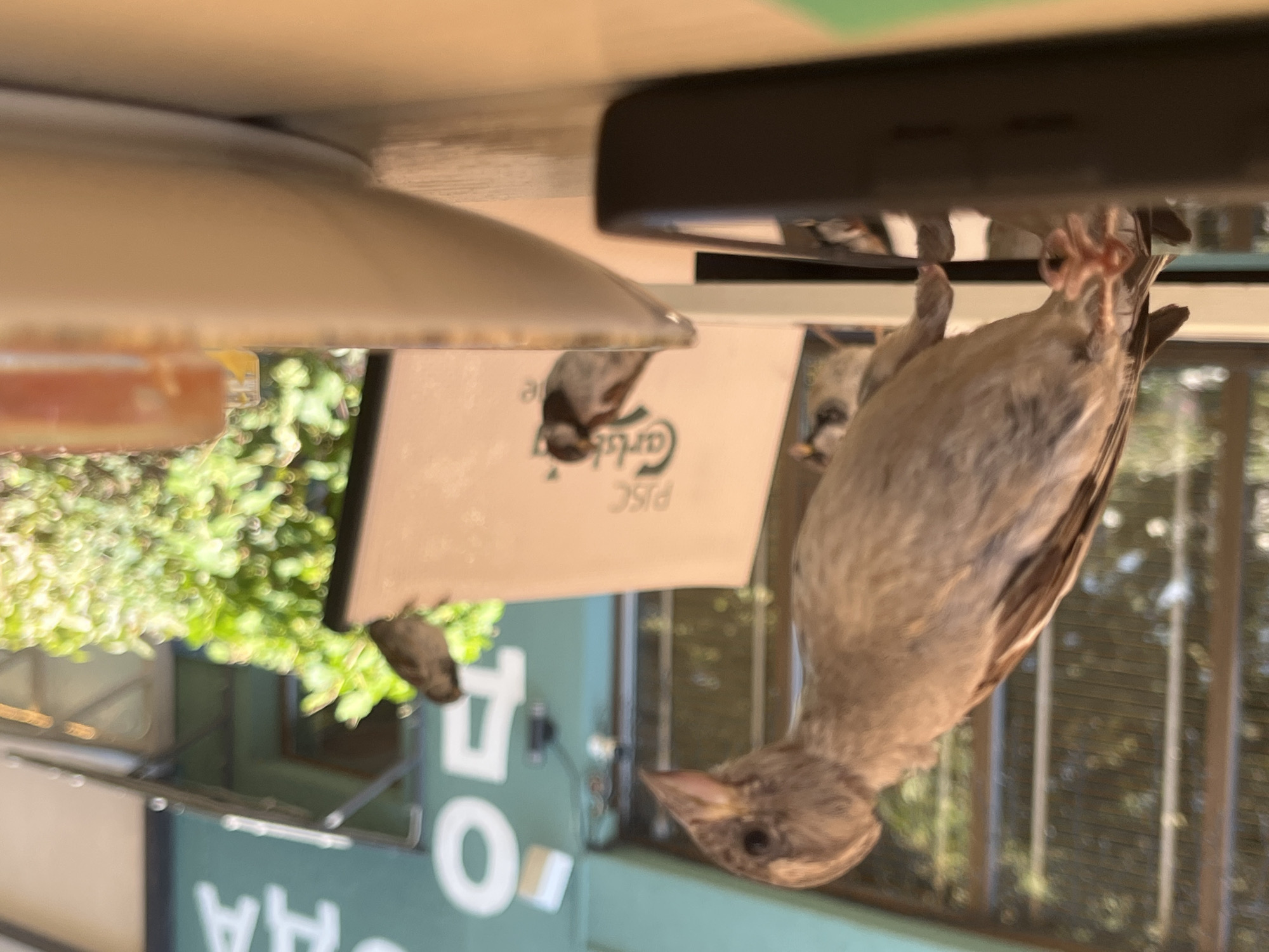 A group of sparrows are gathered on a table outside a cafe in Kyiv, Ukraine. The focus is on a sparrow in the foreground standing on a black object, likely a phone case. To its right, a sign with "Carlsberg" logo is visible, with another sparrow perched on it. Further in the background, a third sparrow is seen near some green foliage and a building with signage. The scene appears to be a sunny day, with natural light illuminating the birds and their surroundings.