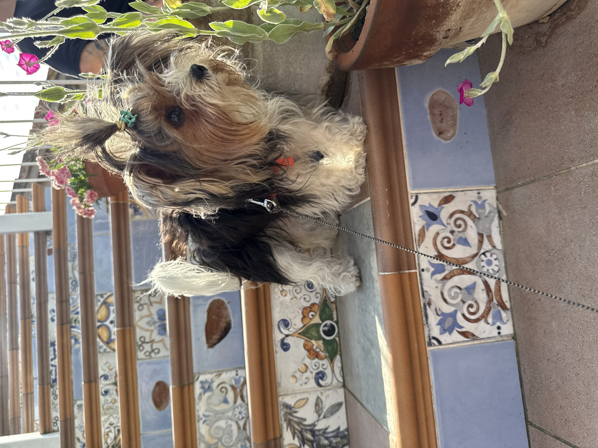A small, tri-colored Yorkshire Terrier is standing on a tiled staircase in Natukhaevskaya, Russia. The dog has its fur tied up in a ponytail with a small green clip and is wearing a red collar. It is facing to the right, looking away from the camera. To the right of the dog, a terra cotta pot containing a plant with pink flowers and green leaves is visible. The staircase is decorated with blue and white patterned tiles. The scene is illuminated by bright sunlight, casting shadows on the steps.