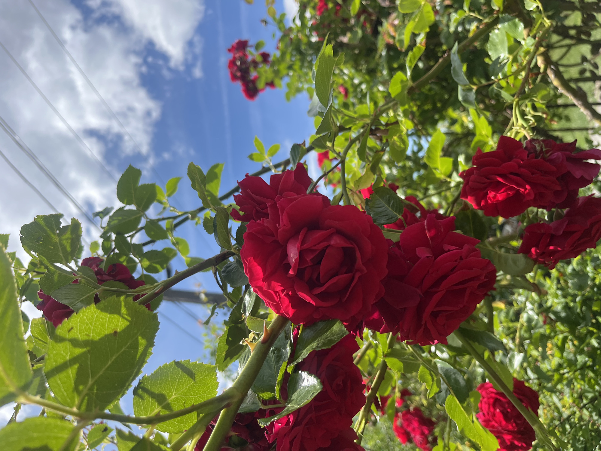 The image shows a close-up view of vibrant red roses in bloom, with lush green leaves and thorny branches framing the flowers. In the background, a bright blue sky is dotted with fluffy white clouds. Power lines are visible crisscrossing the upper portion of the frame. The scene appears to be an outdoor garden or natural setting, possibly a public park or residential area. The general atmosphere is one of natural beauty and tranquility, with the red roses being the clear focal point. The location is identified as Onokivtsi, Ukraine.