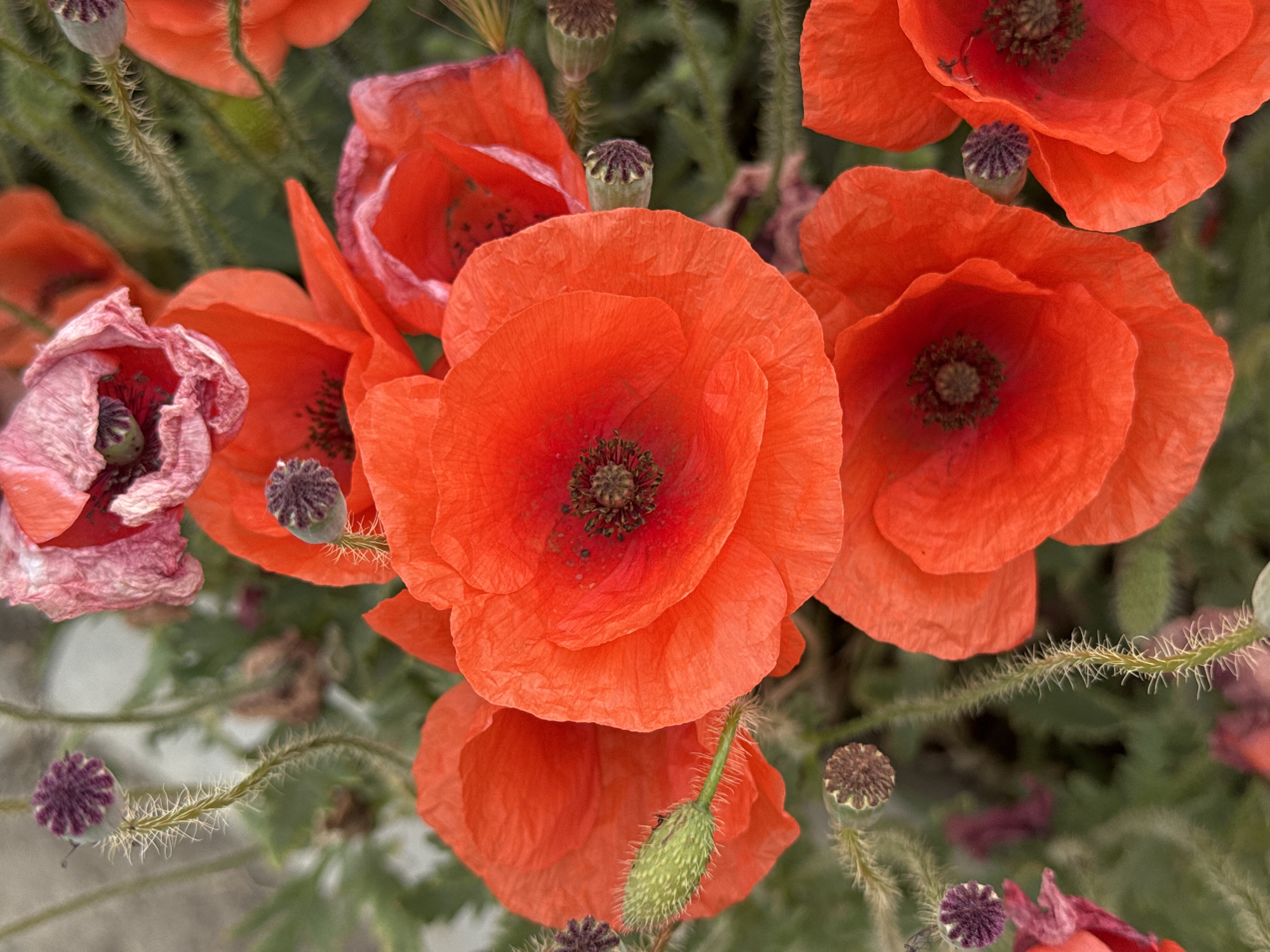 This is a close-up, vertical, eye-level shot of several bright red poppies in Nova Odesa, Ukraine. The poppies are in various stages of bloom, with some fully open and others in bud. The center of each open poppy is dark brown and surrounded by delicate, thin petals. The stems of the poppies are green and fuzzy, with some small green buds and dried seed pods visible. The background is a blur of green foliage and a hint of a light-colored, textured surface, possibly a wall or pavement. The image is well-lit, highlighting the vibrant colors of the flowers. There are no people or animals present in the scene.