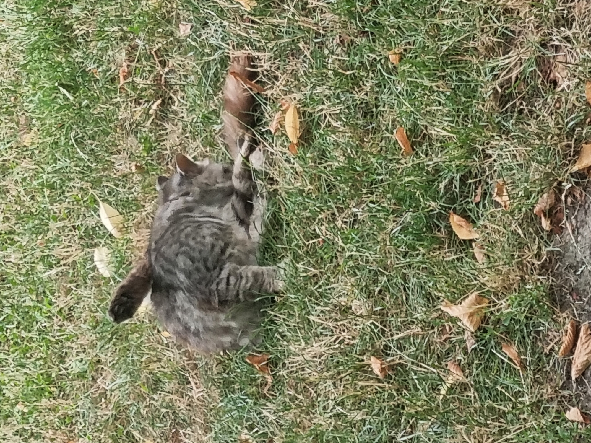 A grey tabby cat is grooming itself while sitting in a grassy area with scattered fallen leaves. The cat is positioned in the center of the frame, facing to the right, with its tail held upright. The environment is a lawn with green and dry grass and several brown leaves scattered across the ground.