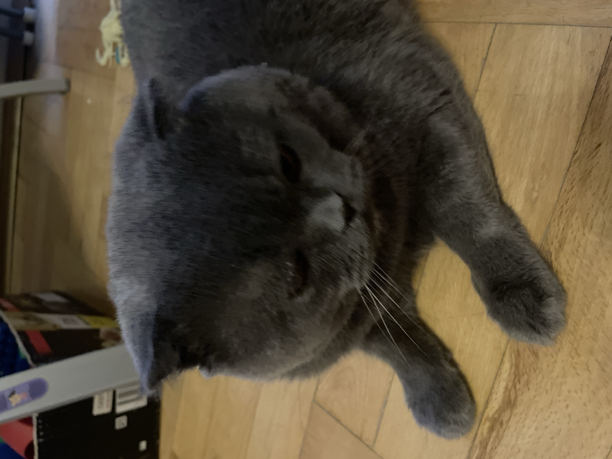 A gray cat with folded ears is lying on a light-colored wooden floor. Its head is facing the left side of the image, and its paws are extended toward the right. The cat's fur appears dense and plush. Some of its whiskers are visible. In the background, partially obscured, there are boxes and a shelf unit. The location is Unknown, Unknown.