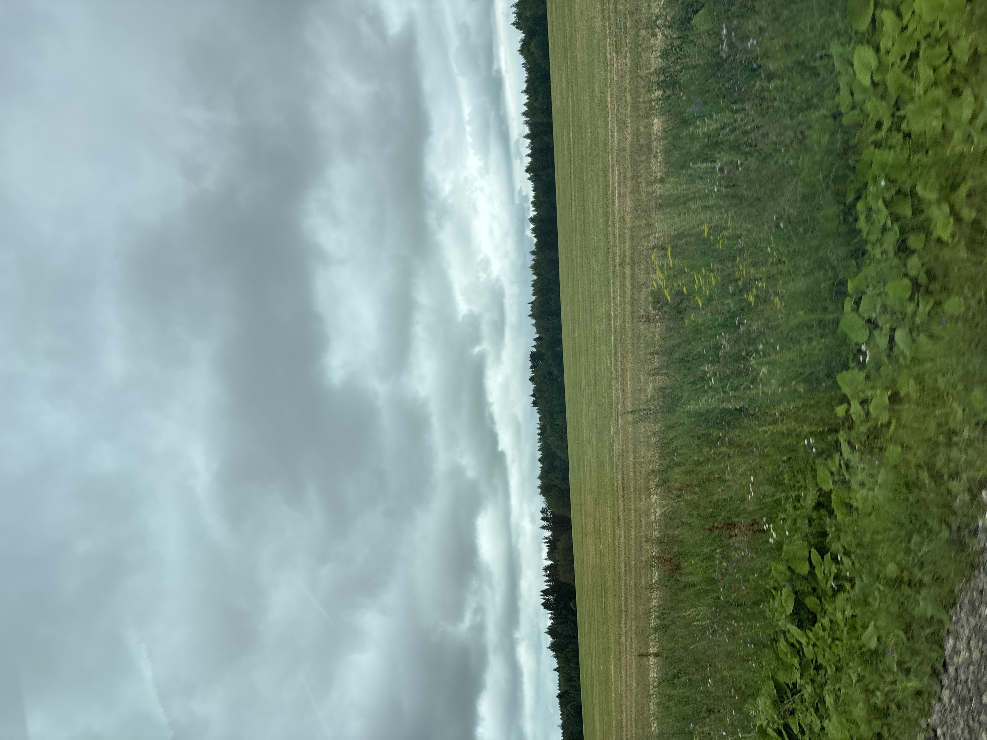 The image shows a vast, overcast sky above a rural landscape. In the foreground, lush green foliage and taller grasses are visible, with hints of wild flowers scattered among them. Beyond this, a wide, flat field stretches towards a dense line of dark green trees forming the horizon. The field appears to have been recently harvested or mowed, with visible rows or patterns indicating agricultural activity. The overall impression is one of a quiet, natural setting under a brooding sky. The image is consistent with a view from the outskirts of Kostovaty, Russia, where such agricultural fields and forested areas are common. No people or specific structures are discernible in the scene.