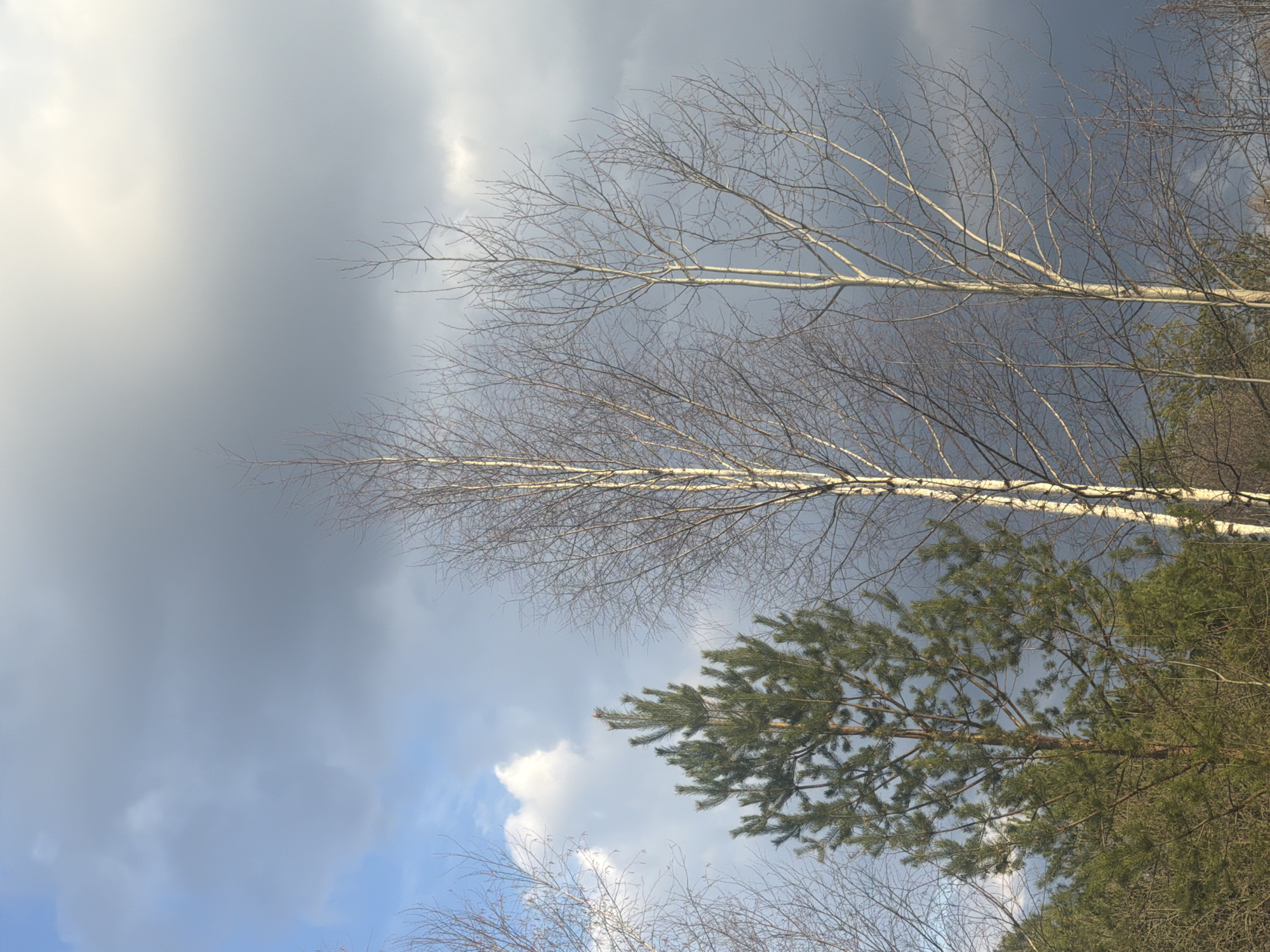 The image shows a view looking up at trees against a cloudy sky. Two birch trees with bare branches are prominent. A coniferous tree with green needles is also visible. The sky is a mix of light blue and dark gray clouds. The location is Dubovaya, Russia.