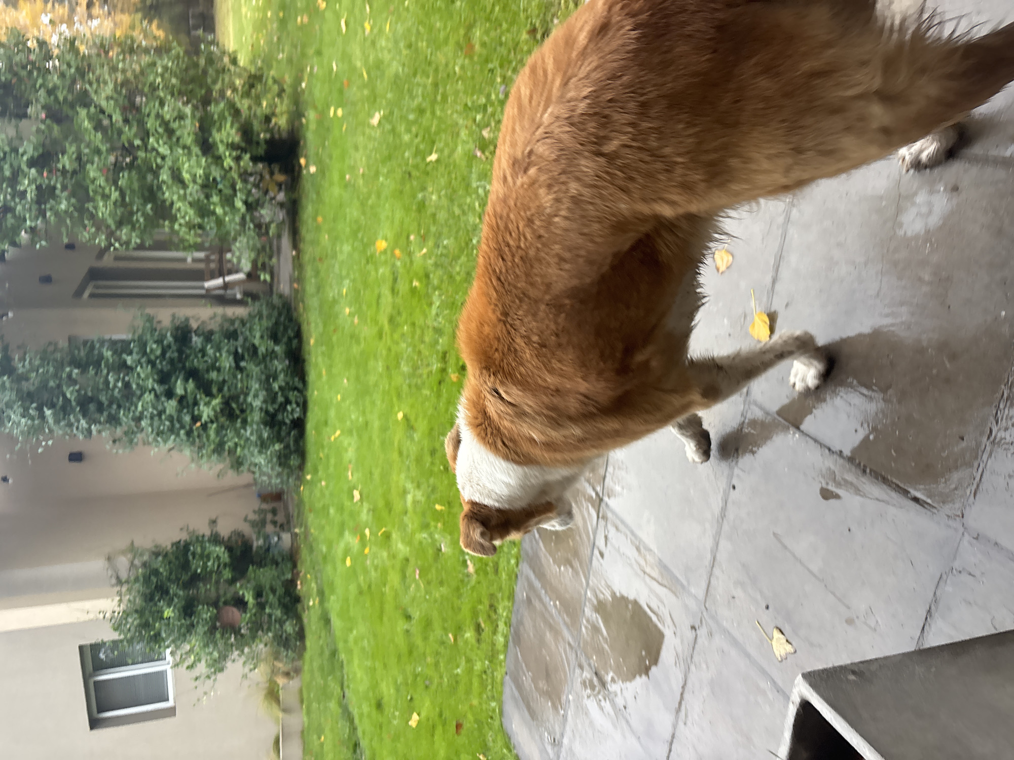 A medium-sized, short-haired dog, primarily brown with a white patch on its head, is standing on grey patio tiles. The dog is facing downwards, possibly sniffing or investigating something on the ground. The patio appears wet, reflecting the overcast sky.
Behind the patio, there is a grassy lawn dotted with fallen yellow leaves. Further back, a building is visible with a window. Green bushes and trees surround the building and lawn. The scene is outdoors, and the weather appears damp or recently wet. The image was taken in Trelew, Argentina.