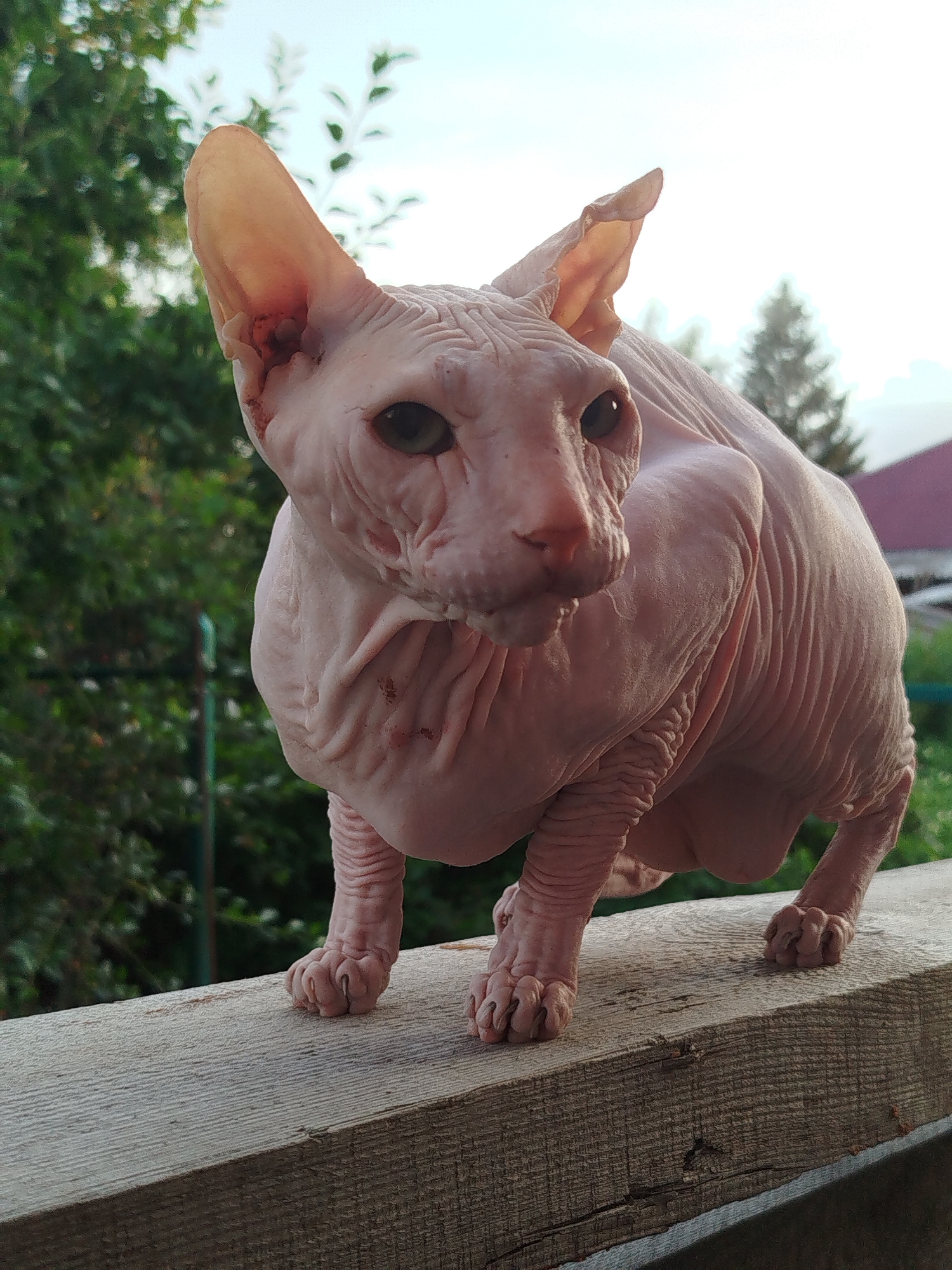 A Sphynx cat is perched on a wooden beam outdoors. The cat is pink and hairless, with large ears and wrinkled skin. It is looking to the right of the frame. The background consists of greenery, trees, and a slightly overcast sky. There is no indication of the cat's location in Zavodoukovsk, Russia.
