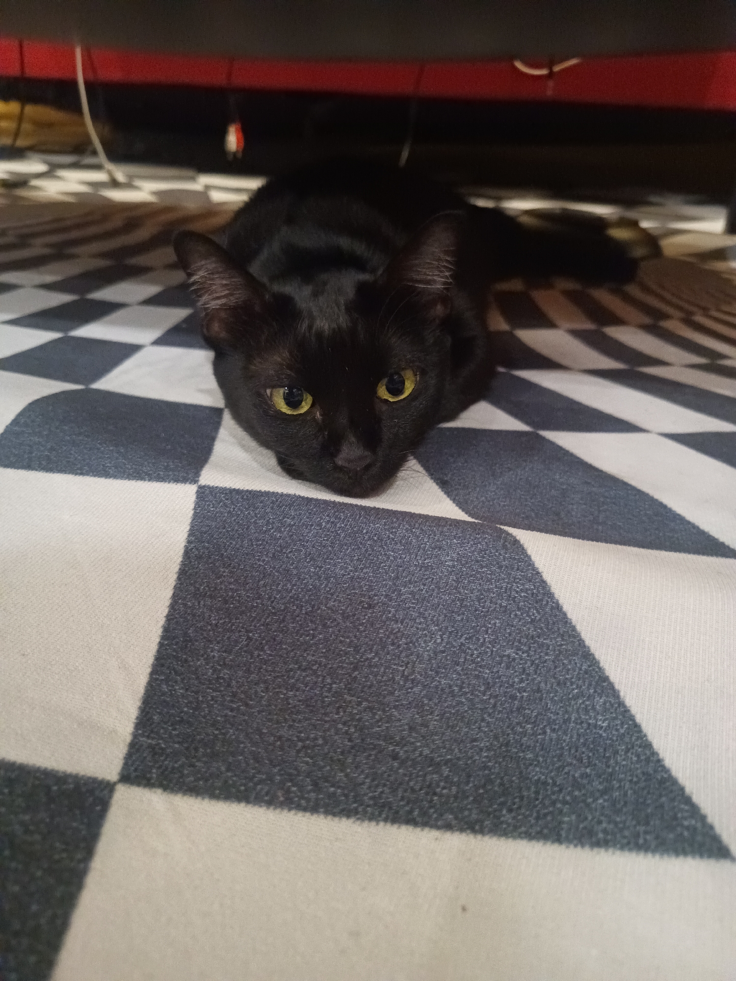 A black cat with luminous yellow-green eyes is the central subject of the image, lying on a checkered blanket or mat. The cat's head is facing directly towards the viewer, with its body extending backward into the dim space beneath what appears to be a piece of furniture. Above the cat, a horizontal dark red object with some black shading is visible, along with a few thin wires or cables.
The blanket features a clear pattern of alternating white and dark grey squares. The cat's fur is uniformly black, providing a strong contrast with its bright eyes. The setting is indoors, with the cat positioned in a confined space, suggesting it might be under a table, shelf, or another piece of furniture. The overall lighting appears somewhat subdued, especially in the background, which makes the cat's eyes particularly prominent. The cat's expression is calm and attentive. There is no visible text in the image. While the location context of Ko Pha-ngan, Thailand, is provided, there are no specific visual cues within the image itself to confirm this.