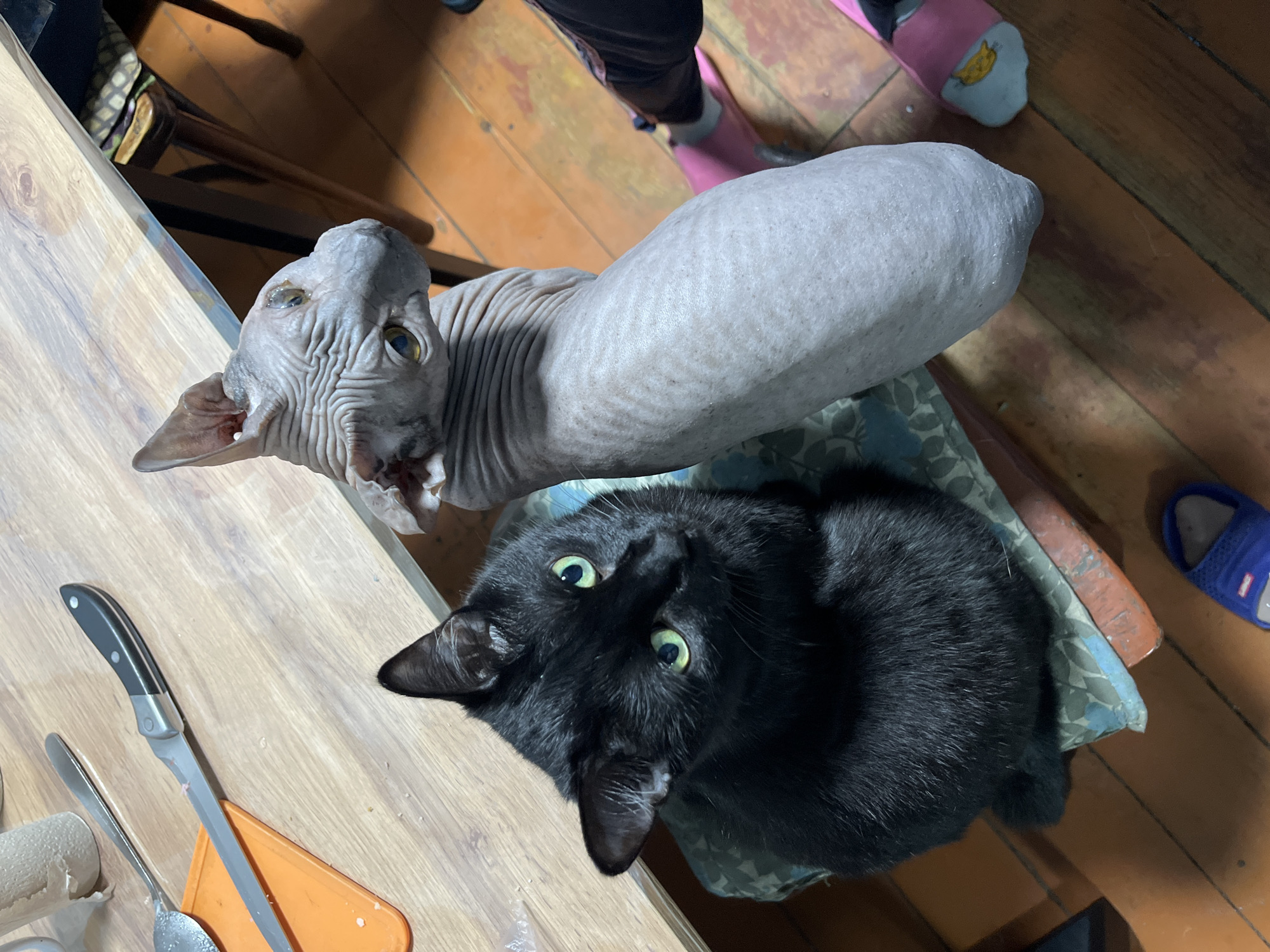 Two cats, one black and one a Sphynx, are seated on a wooden chair with a patterned cushion. The black cat is on the left, facing the camera with green eyes. The Sphynx cat is on the right, with wrinkled skin and yellow eyes, looking to the right. In the background, a wooden table is visible with kitchen utensils, including a knife on an orange cutting board. The floor is made of wooden planks. The image appears to be taken indoors, possibly in a residential setting. There is no information to suggest this scene is located in Nizhny Tagil, Russia.