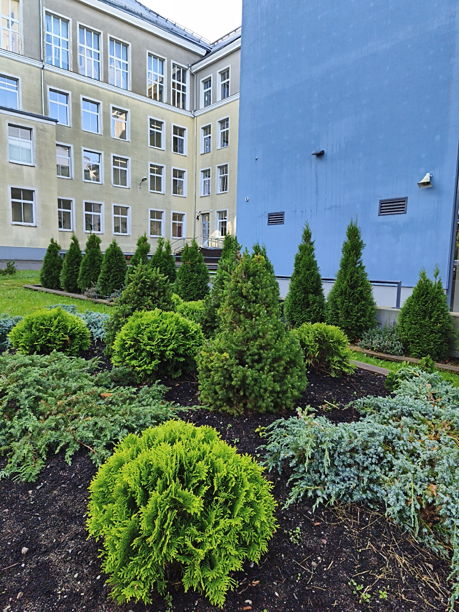 The image shows a section of a building in Tallinn, Estonia, with a well-maintained garden in the foreground. The building has a pale yellow facade with rows of white-framed windows. To the right, a section of the building is painted a vibrant blue. The garden is composed of various evergreen shrubs and trees, including conifer trees and low-lying ground cover. The soil in the garden beds is dark and mulched. The scene appears to be an exterior shot taken during the daytime.
