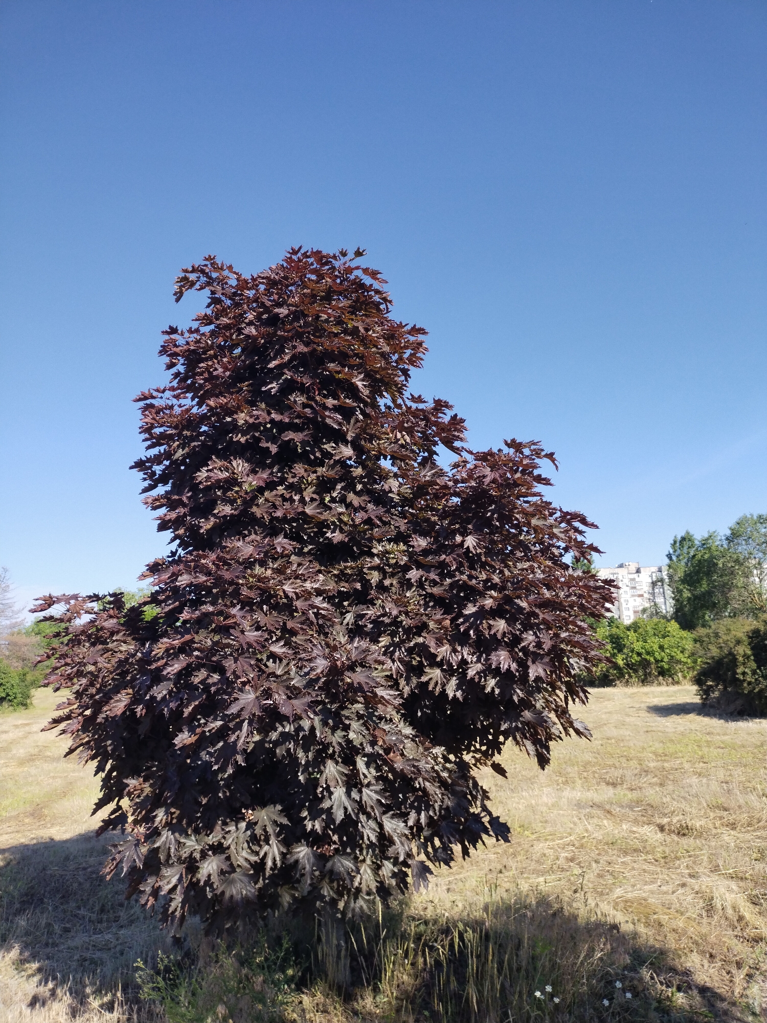 A wide-angle shot captures a vibrant red maple tree in the foreground, its leaves a deep, rich maroon against a clear blue sky. The tree is situated in a dry, grassy field, with patches of shorter green grass and some scattered wildflowers near its base. In the background, a row of green trees can be seen, and beyond them, a light-colored apartment building stands tall, suggesting an urban or suburban setting. The sunlight casts a shadow of the tree onto the field, indicating a bright, sunny day. The scene appears to be in Horishni Plavni, Ukraine.