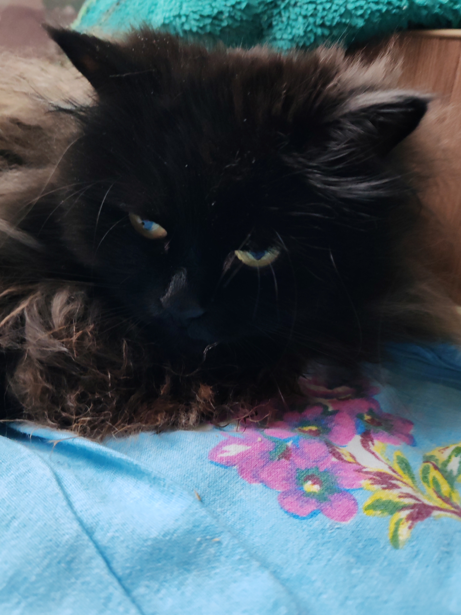 A medium shot depicts a dark-furred cat, possibly a Himalayan or similar breed, resting on a light blue floral-patterned fabric. The cat has green eyes and a mostly black face, with glimpses of brown fur around the edges. The background includes a hint of a green, textured surface. The location of the image is unknown and there is no specific indication of the cat being in Чухлэм, Russia.