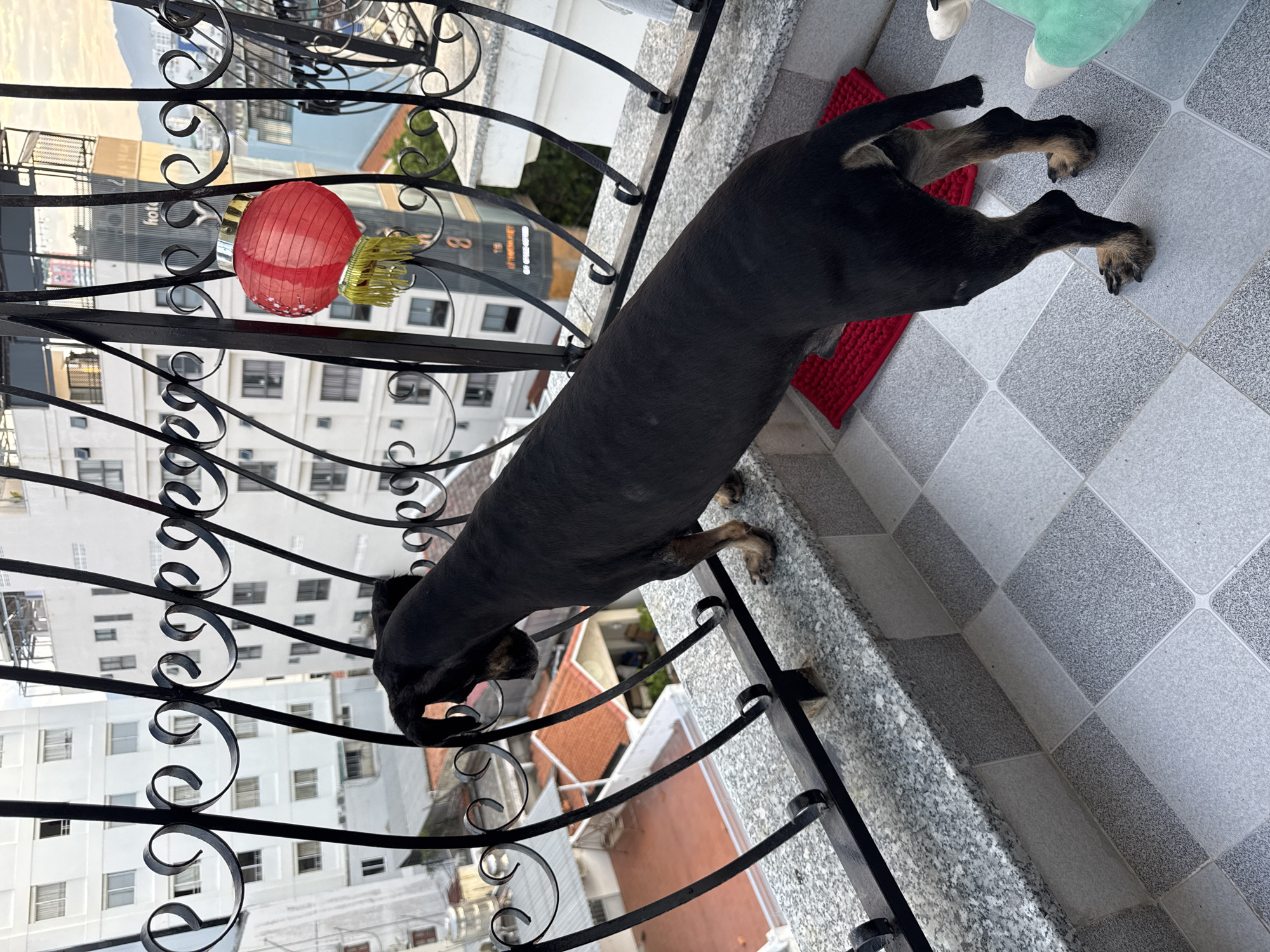 A medium-sized black dog with tan markings on its legs is standing on a balcony, looking out over a cityscape. The dog is facing away from the camera, its head turned to the left. The balcony has a grey tiled floor and a granite ledge. A black metal railing separates the balcony from the outside view, which includes several multi-story buildings with white facades and numerous windows. A red paper lantern with yellow tassels hangs from the railing. In the background, a mountain range is visible. The scene appears to be located in Nha Trang, Vietnam, as indicated by the architecture and mountainous backdrop. The lighting suggests it is daytime, possibly late afternoon given the warm tones on the mountain.
