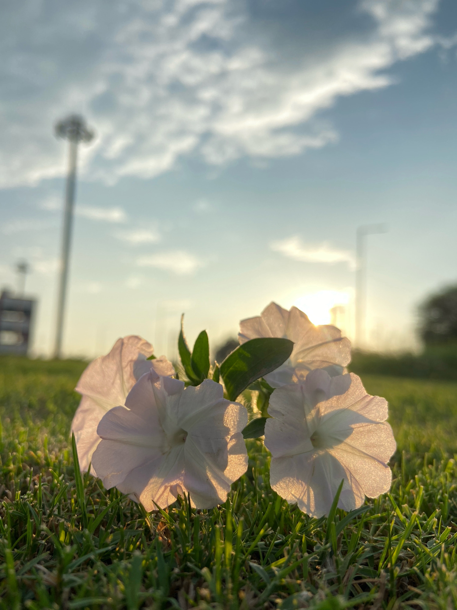 A low-angle shot shows several white petunia flowers blooming on a green grass lawn. The flowers are backlit by the setting sun, which casts a warm glow through their translucent petals and creates dappled shadows on the grass. In the background, a tall light pole with multiple lamps is visible, along with other indistinct structures. The sky is a soft blue with scattered clouds, and the overall atmosphere is serene and peaceful. The scene appears to be an outdoor public space, possibly a park or a stadium area in Mohali, India. There are no people or animals present in the image.