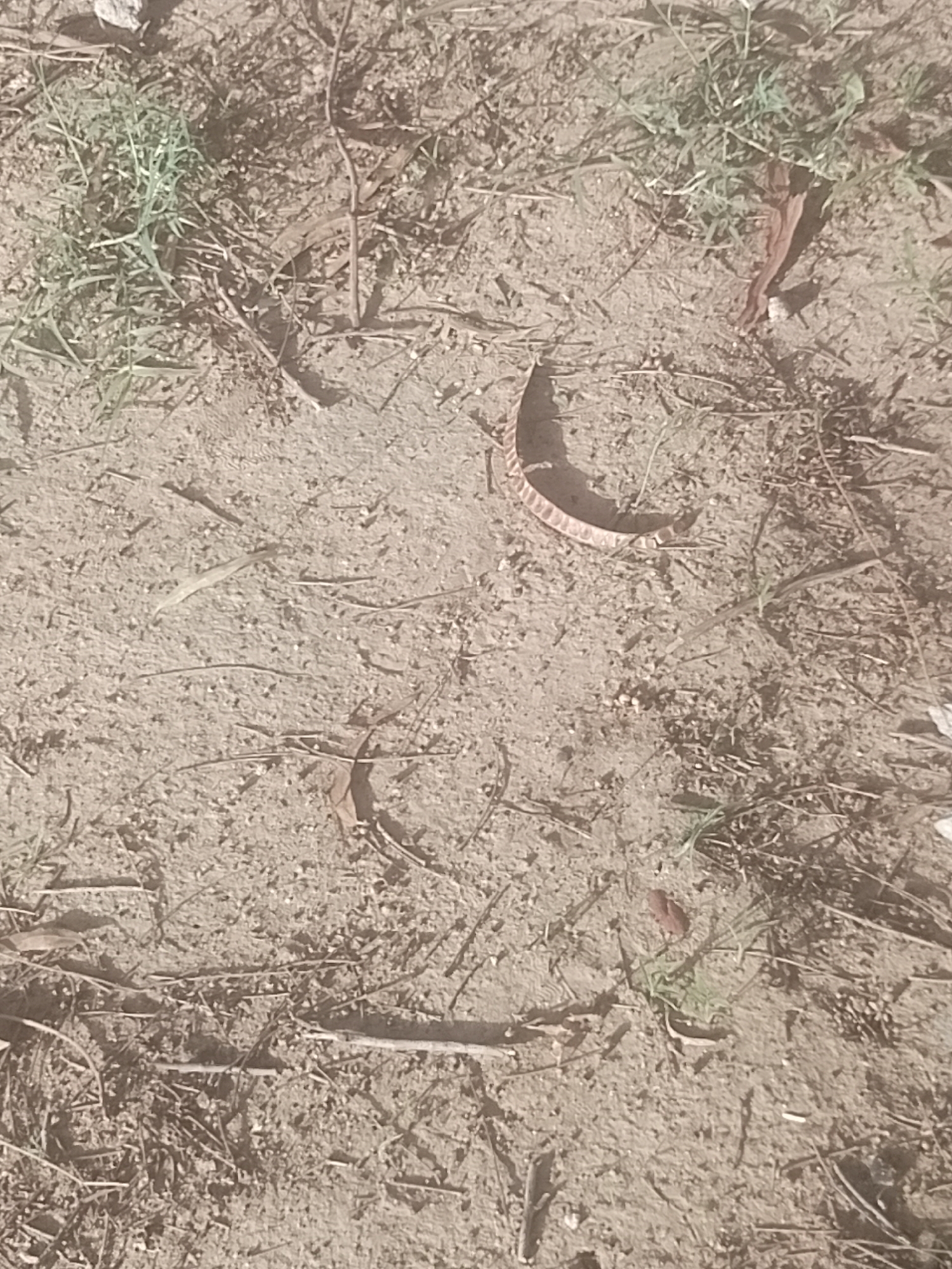 The image depicts a patch of dry, sandy soil with scattered green grass and thin, dry twigs. A single, curved object with a ribbed texture, possibly a dried seed pod or a piece of bark, lies in the center of the frame. The scene appears to be outdoors, with muted lighting suggesting it is daytime. There are no visible people or animals. The environment is natural and appears undisturbed. The image is cropped from a larger scene, and specific details about its location within Majemu, Nigeria, cannot be inferred from the visual information provided.