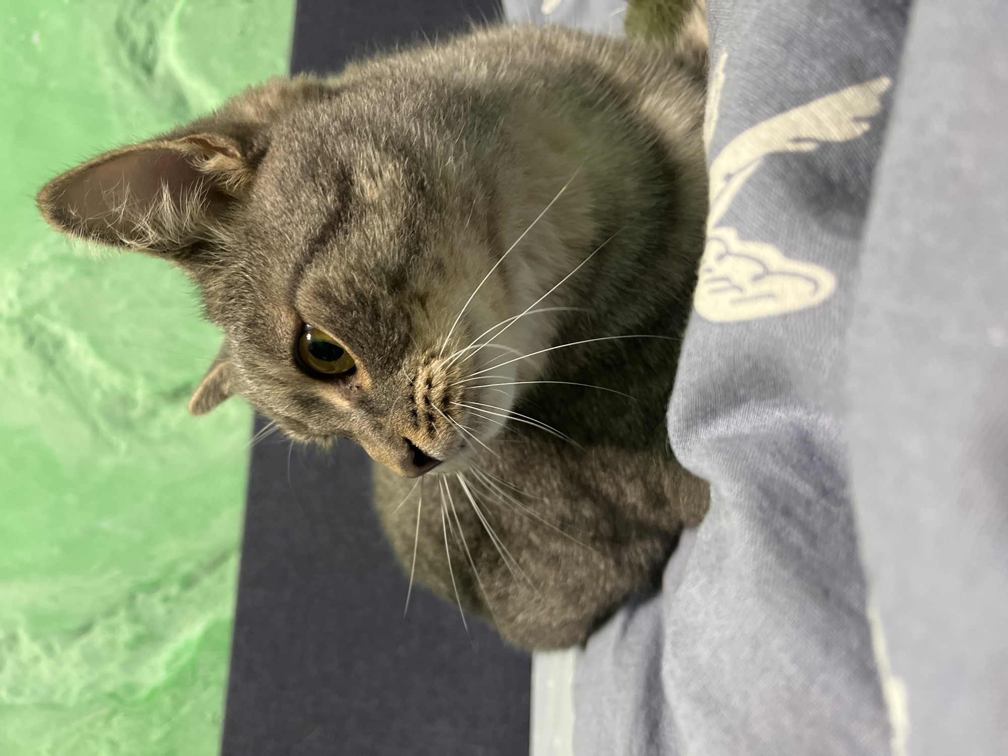 A tabby cat with yellow eyes rests on a blue patterned blanket. The cat is facing left, with its head turned slightly to the side. In the background, a dark blue surface is visible, and behind that, a textured green wall. The image was taken indoors, with no specific geographical features suggesting it is located in Nizhny Tagil, Russia.
