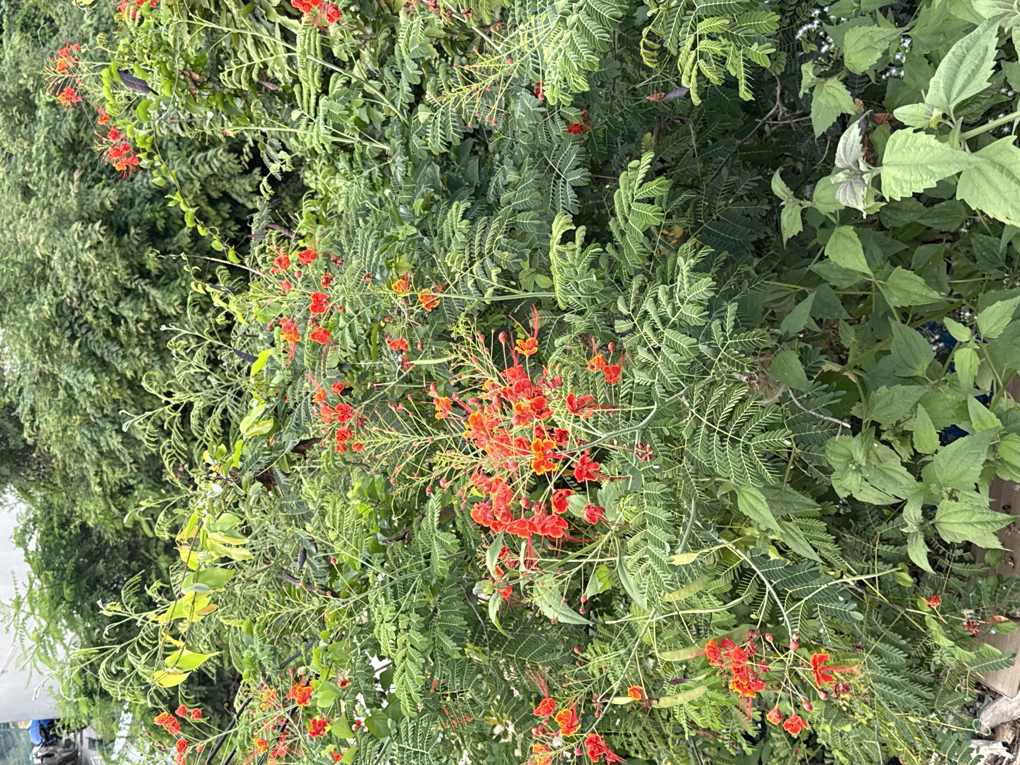 The image shows a dense patch of vegetation in an outdoor setting, likely within the Bac Natural Heritage Area Trang, Vietnam. Dominating the view is a plant with fern-like foliage interspersed with vibrant red and orange flowers, possibly a flamboyant tree or similar species. Other greenery, including plants with broader, more rounded leaves, fills the space. There are no people visible in the shot. The environment suggests a natural or semi-natural landscape. The image is taken at ground level.