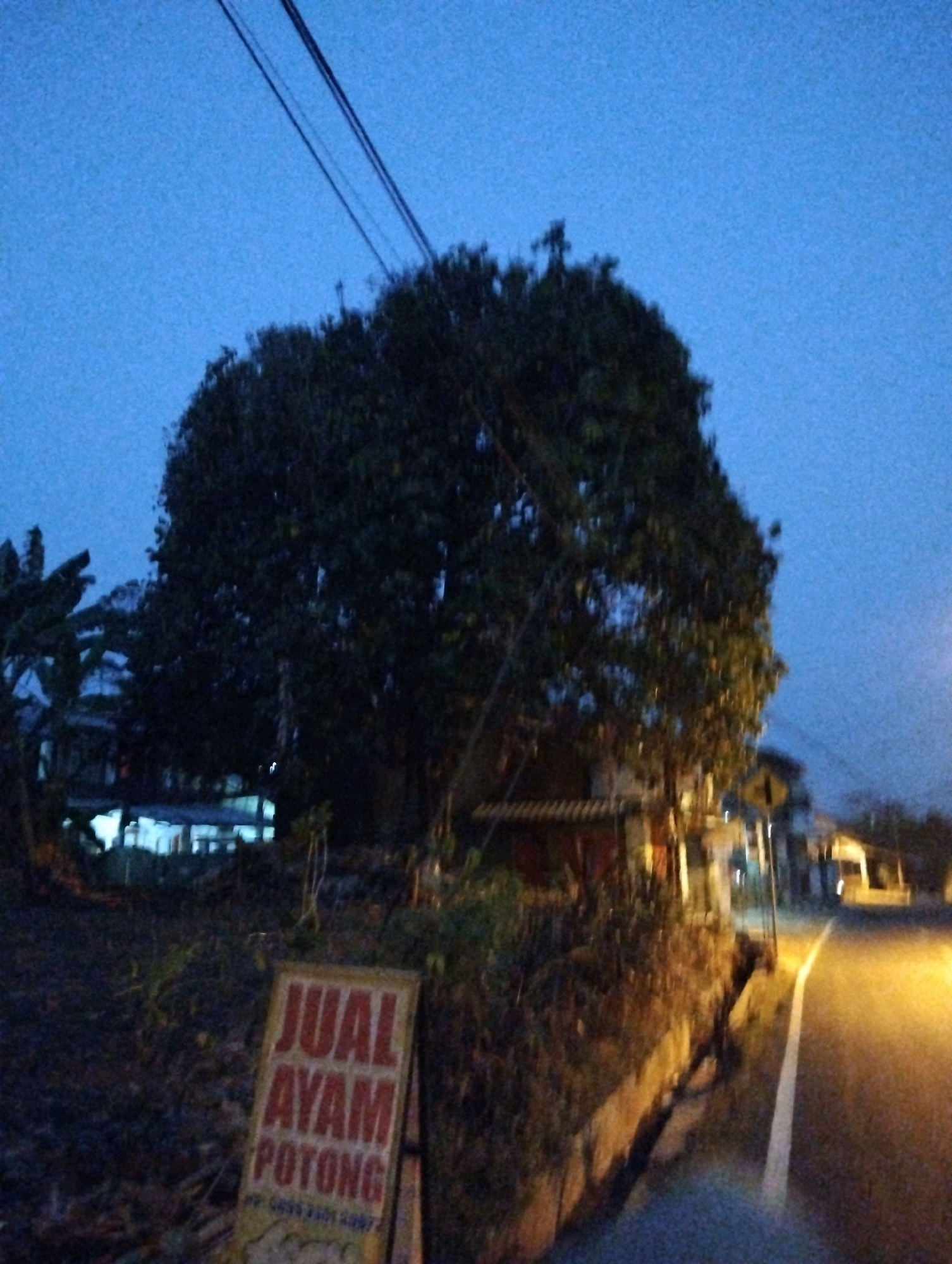 The image depicts a street scene in Salatiga, Indonesia, at dusk or early morning. A large, dark tree dominates the left side of the frame, its dense foliage obscuring the sky and the background. Below the tree, a sign with red lettering on a yellow background reads "JUAL AYAM POTONG," which translates to "CHICKEN FOR SALE." The sign appears to be leaning against something, possibly a small structure or a fence.
To the right of the tree, a road is visible, illuminated by artificial light, suggesting streetlights or lights from nearby buildings. The road has a white line marking its edge. Further into the background, there are indications of buildings with illuminated windows, suggesting a residential or commercial area. Power lines are also visible stretching across the upper part of the image, crossing the clear, deep blue sky. The overall impression is a quiet, everyday scene on the outskirts of a town or city. No people are visible in the image.