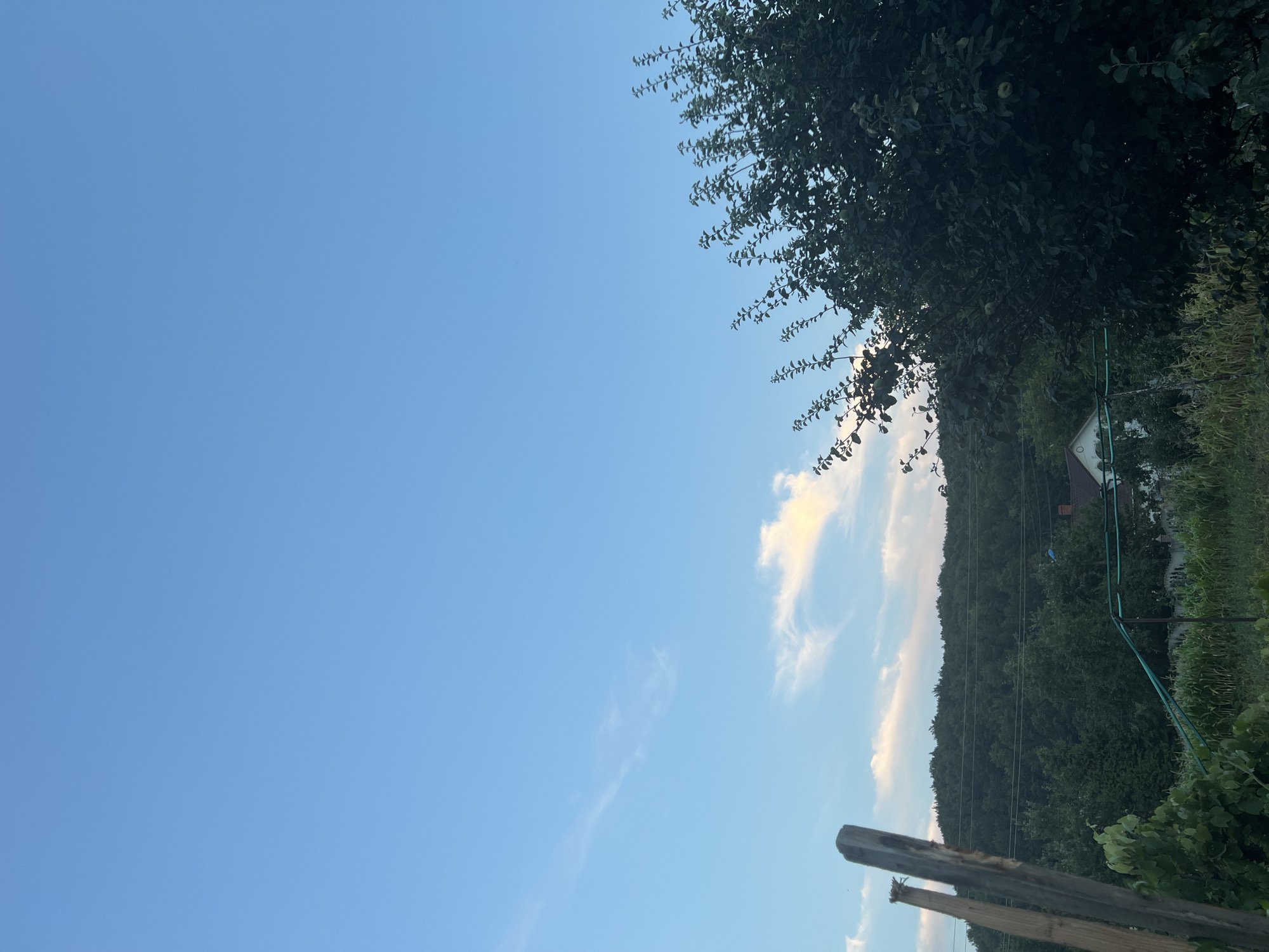 A vertical, eye-level, outdoor shot shows a mostly cloudless sky that takes up the top two-thirds of the frame. A faint wisp of cloud is visible on the left side of the image, with a larger, more illuminated cloud on the right. Below the sky is a dense, dark green forest that covers a rolling hillside. In the foreground, a large, dark green tree with visible branches and leaves occupies the right side of the frame. On the left side of the frame, two weathered wooden posts stand upright, one slightly in front of the other. A small, white house with a red roof is partially visible nestled among the trees in the middle ground. Green fencing and tall, dry corn stalks are in the foreground, suggesting a rural or suburban setting. There are no people visible in the image.