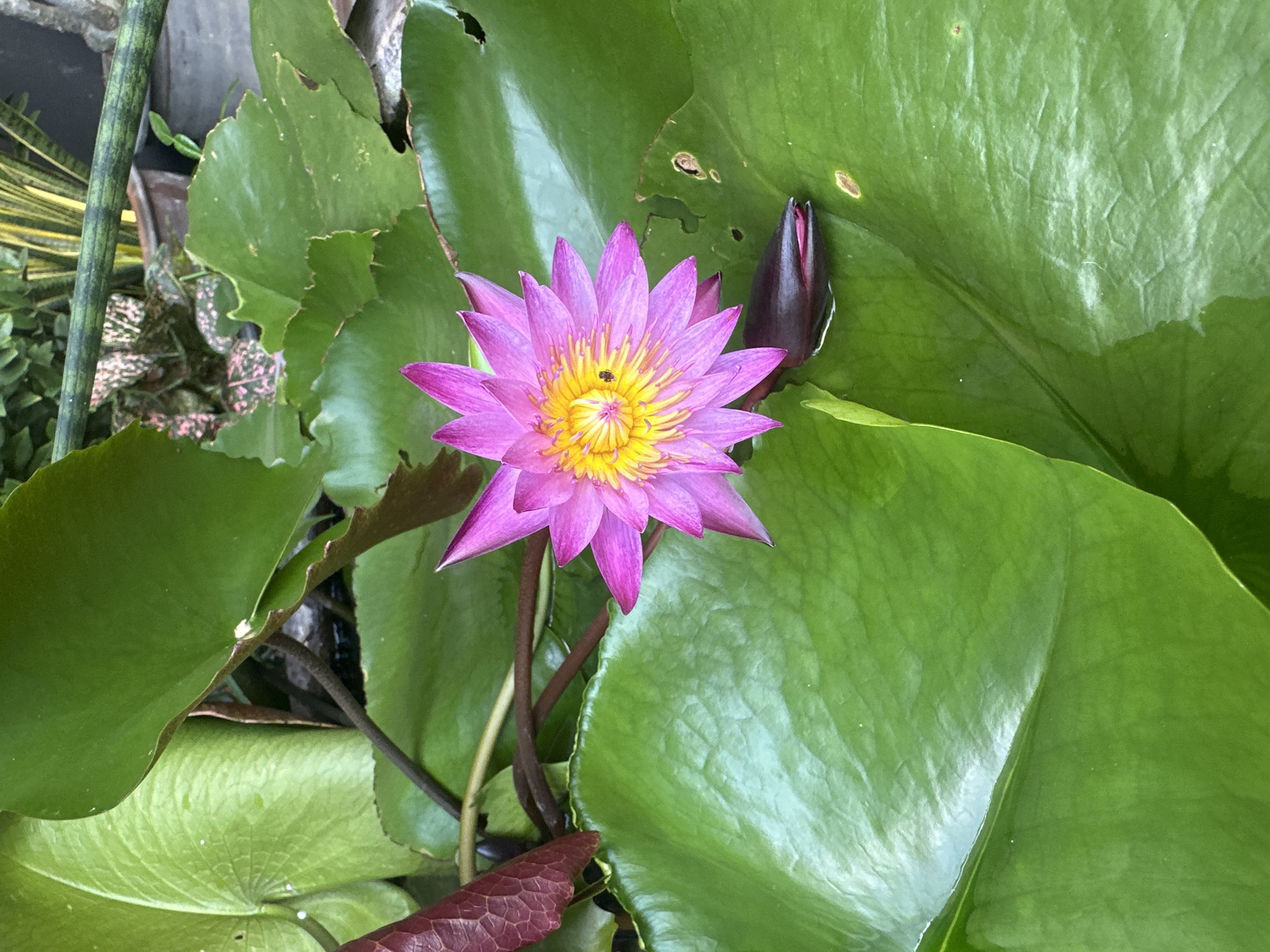 A close-up, overhead shot shows a vibrant pink and yellow water lily with a small insect on its petals, floating on a bed of large, green lily pads. To the right, a dark pink water lily bud is submerged, with only the tip exposed. The water lily is in a pond, with other aquatic plants and a terracotta pot visible in the blurred background. The scene is consistent with a garden setting in Phuket City Municipality, Thailand, likely an ornamental pond.