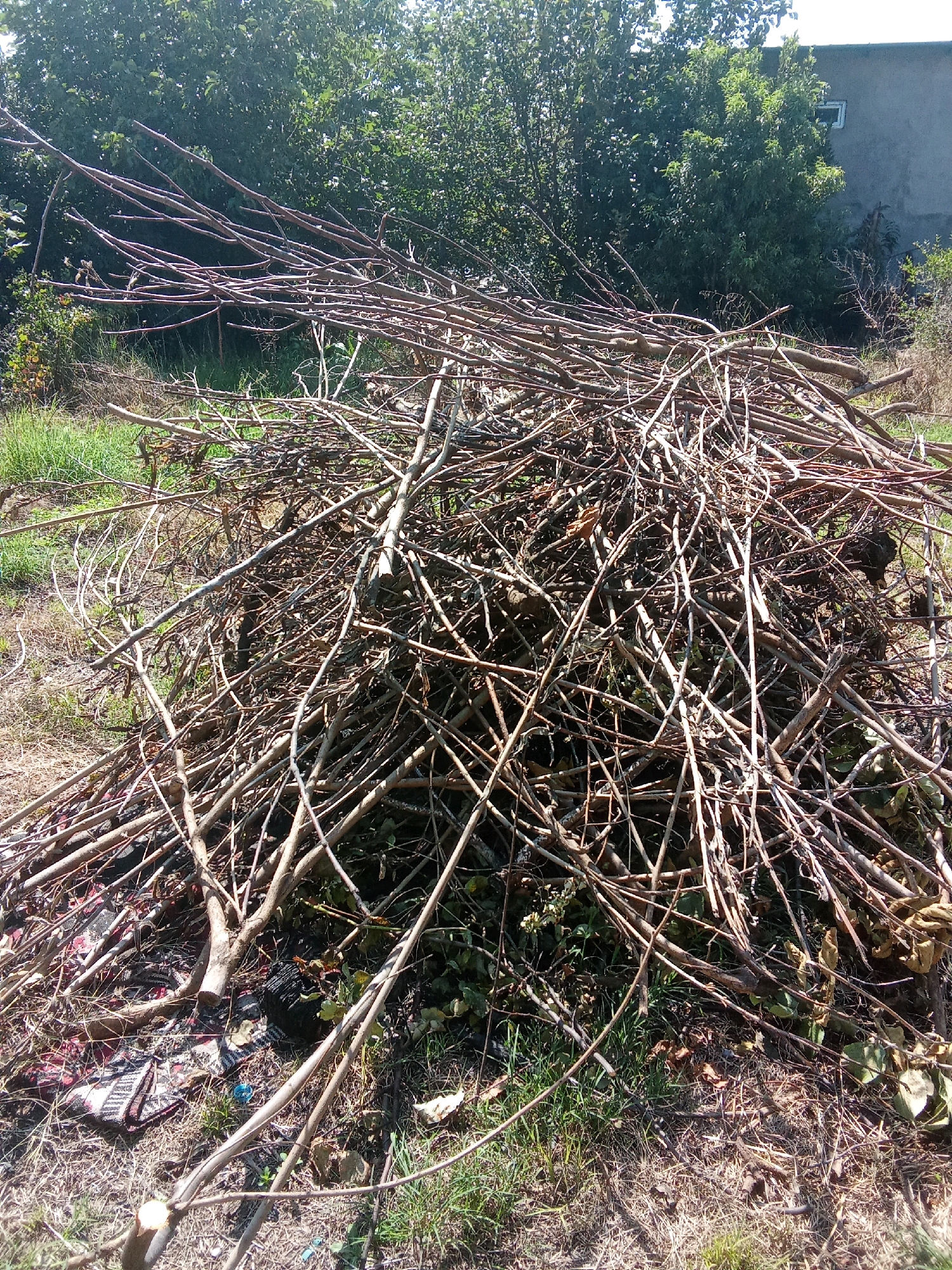 The image shows a large pile of cut branches and twigs on the ground, likely accumulated from garden or tree trimming. The pile is situated in an outdoor area with dry grass and some green vegetation. In the background, there are trees and a building with a small window. There are no people visible in the image. The scene appears to be in a residential or semi-rural area. Given the context, this could be a backyard or a communal green space.
