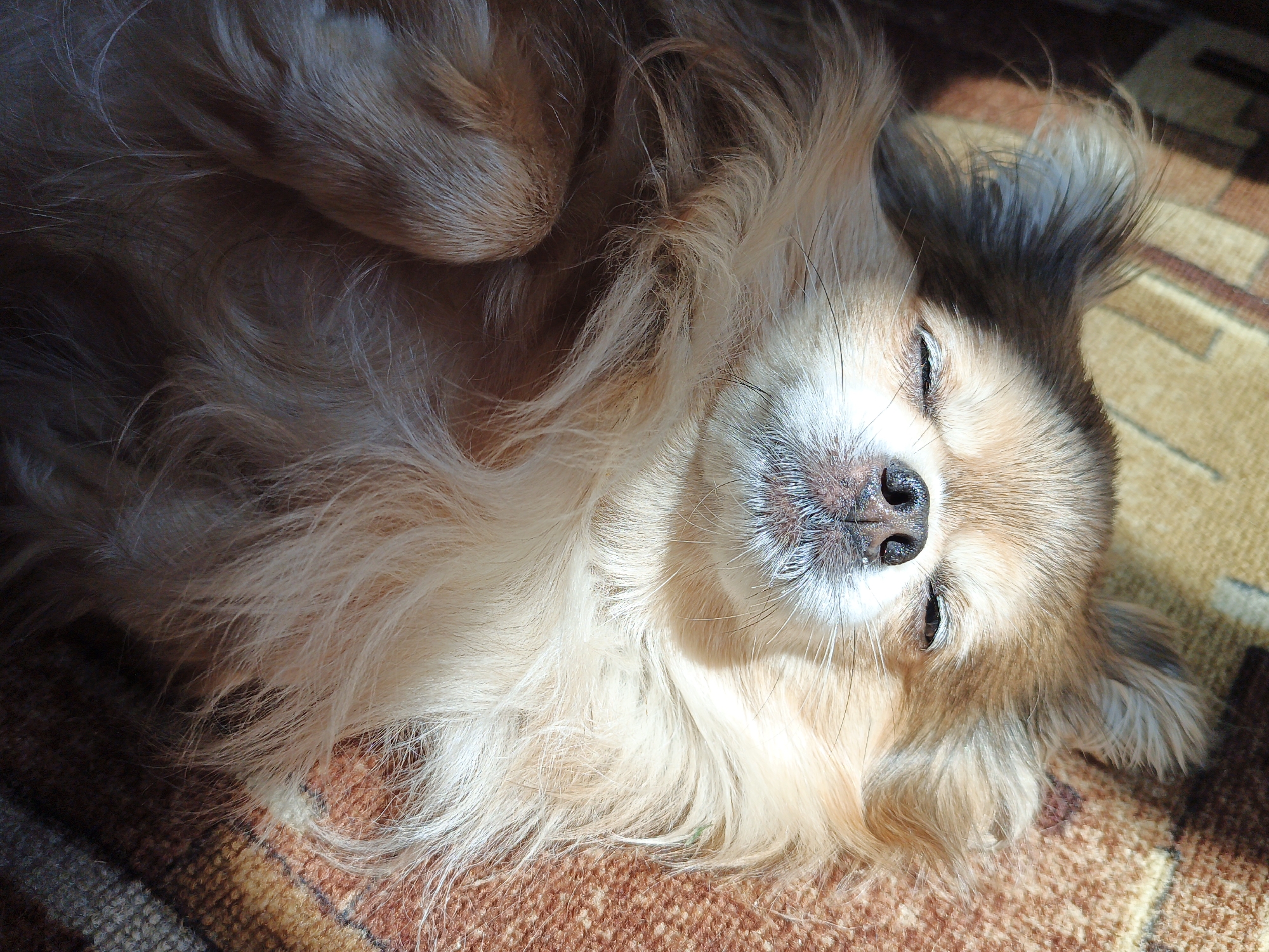 A long-haired tan dog with closed eyes is lying on its back on a patterned carpet. The dog's fur is light brown and cream-colored, with some darker brown markings around its nose and ears. The dog's head is tilted slightly to the right, and its tongue is peeking out from its mouth. The carpet has a geometric pattern of brown, orange, and cream squares. The lighting suggests that the dog is indoors, possibly in a home in Medvedyovka, Russia, with sunlight streaming in from a window, casting shadows on the scene.
