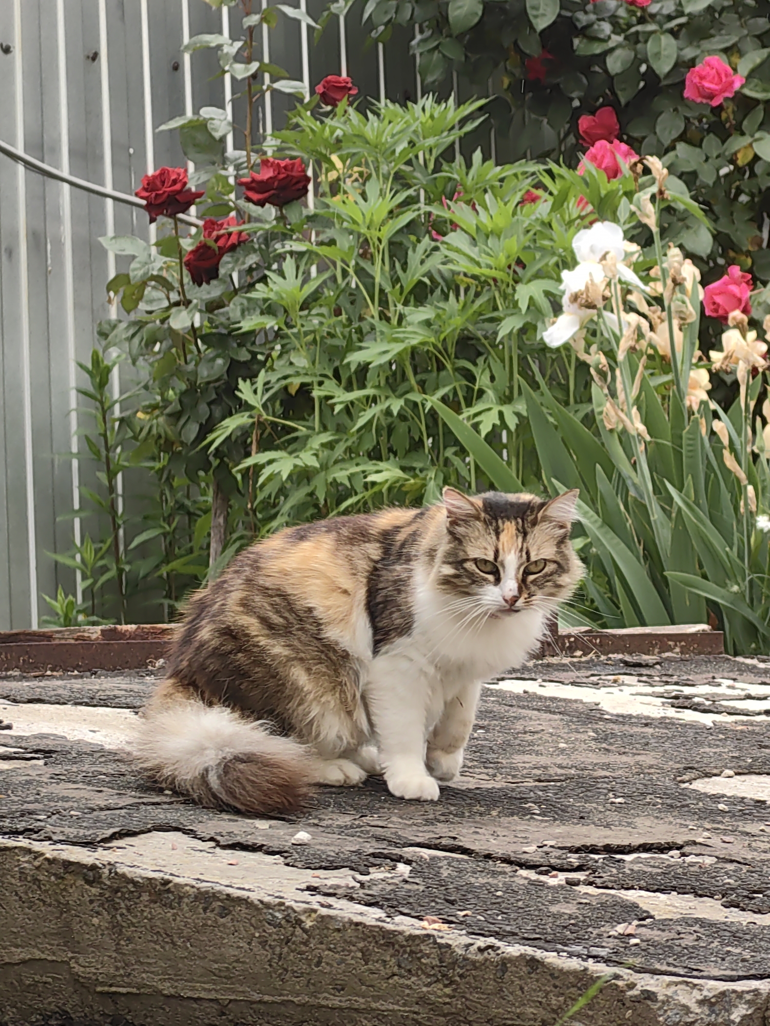 A calico cat sits on a rough, textured surface in front of a background of greenery and flowers. The cat is looking towards the camera with a neutral expression. The surface it is sitting on appears to be made of concrete or a similar material, with cracks and an uneven texture. Behind the cat, a row of green plants with large leaves is visible, interspersed with several pink and red roses. There are also some white and yellow flowers further back in the background. A light-colored, vertical fence runs along the left side of the image. The lighting suggests it is daytime, possibly overcast.