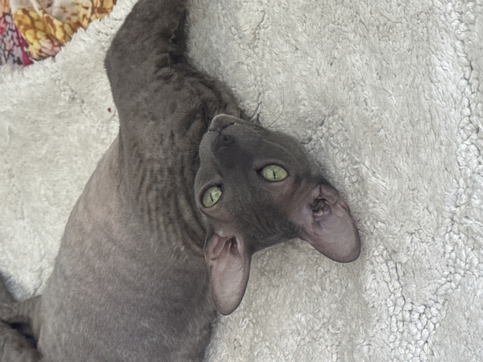 An unusually colored cat with green eyes lies on a white, fluffy surface. The cat is grey and appears to have short, curly fur. Its head is turned towards the camera, and its body is stretched out. The background is a light-colored, textured surface that could be a rug or blanket. A small portion of a patterned fabric is visible in the upper right corner of the image. The scene appears to be indoors, in a domestic setting. No specific location in Ramat Gan, Israel, is evident from the image.