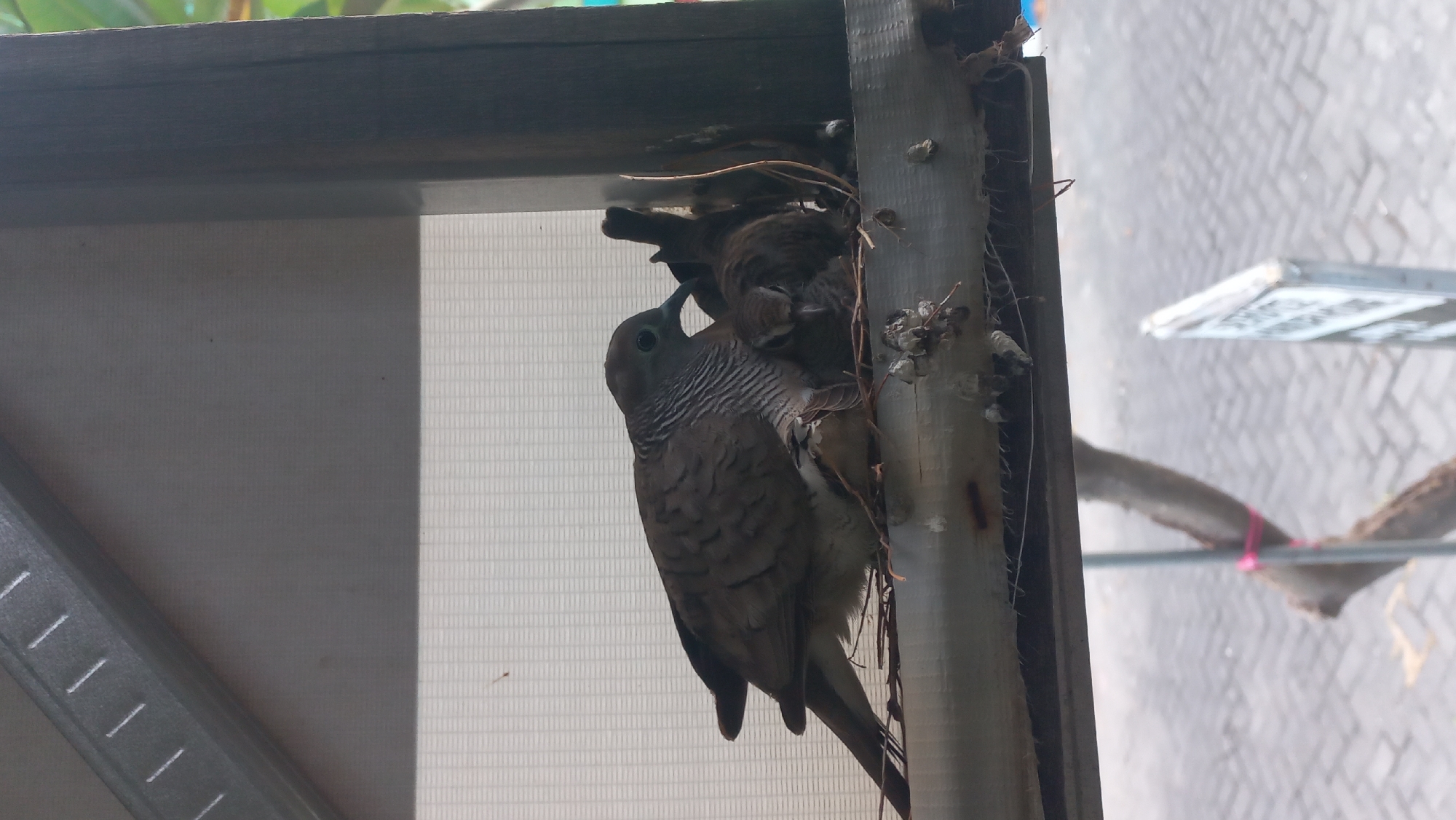 In Jetis Indah, Indonesia, a mama bird, a spotted dove, sits protectively over her two chicks in a makeshift nest. The nest, constructed from twigs and debris, is precariously perched on a wooden beam. The mama bird, with her distinctive striped neck and alert eye, tenderly nudges one of her young, who is peeking out from beneath her wing. The chicks, still downy and small, huddle close for warmth and security. The background is a blur of muted greens and grays, suggesting an outdoor urban environment, possibly near a window or verandah, with the textures of patterned blinds and a rustic wooden beam framing the tender scene.