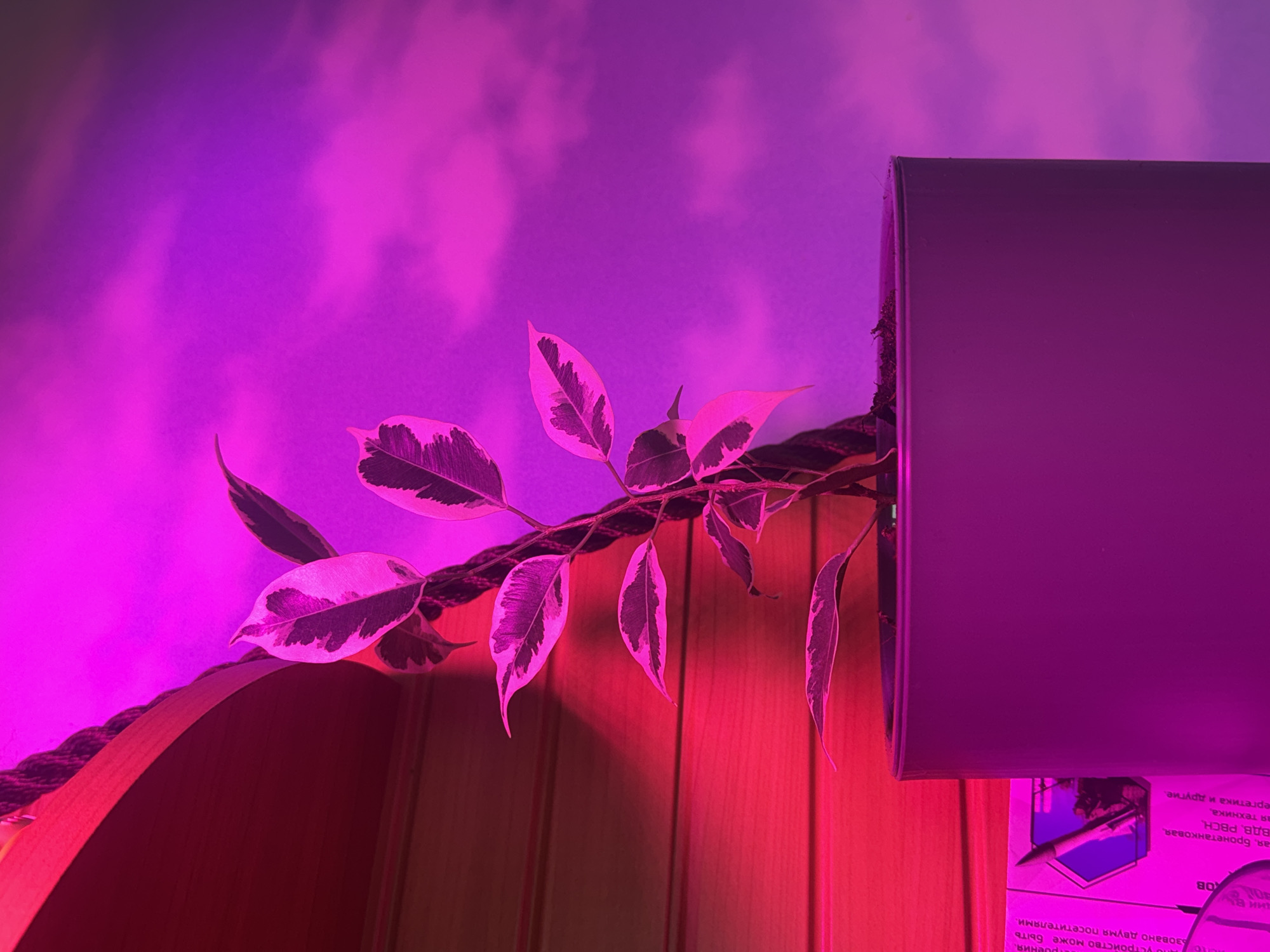 This is a close-up, low-angle shot of a variegated Ficus Benjamina plant with distinctive green and white leaves, illuminated by pink and purple lighting. The leaves are arranged on a thin, dark branch that appears to be draped over a textured, woven cord. The background is a gradient of vibrant pink and purple, with soft, cloud-like patterns suggesting a painted or projected surface.
To the right of the plant, a portion of a large, rectangular object with a matte purple surface is visible. Its top edge is sharply defined, and it appears to be a panel or enclosure, possibly part of a light fixture or display. The bottom right corner of the image reveals a vertical wooden surface, likely a wall or paneling, with visible wood grain and vertical seams, bathed in a warm red light that contrasts with the cooler tones of the upper part of the image.
Below the wooden surface, a piece of paper or card is partially visible, featuring printed text in Russian. Some of the legible text includes "ВДВ, РВСН," and "Бронетанковая." The lighting suggests this is an indoor setting, likely set up for aesthetic display or possibly for plant growth enhancement, given the artificial, colored light. No people are present in the frame.