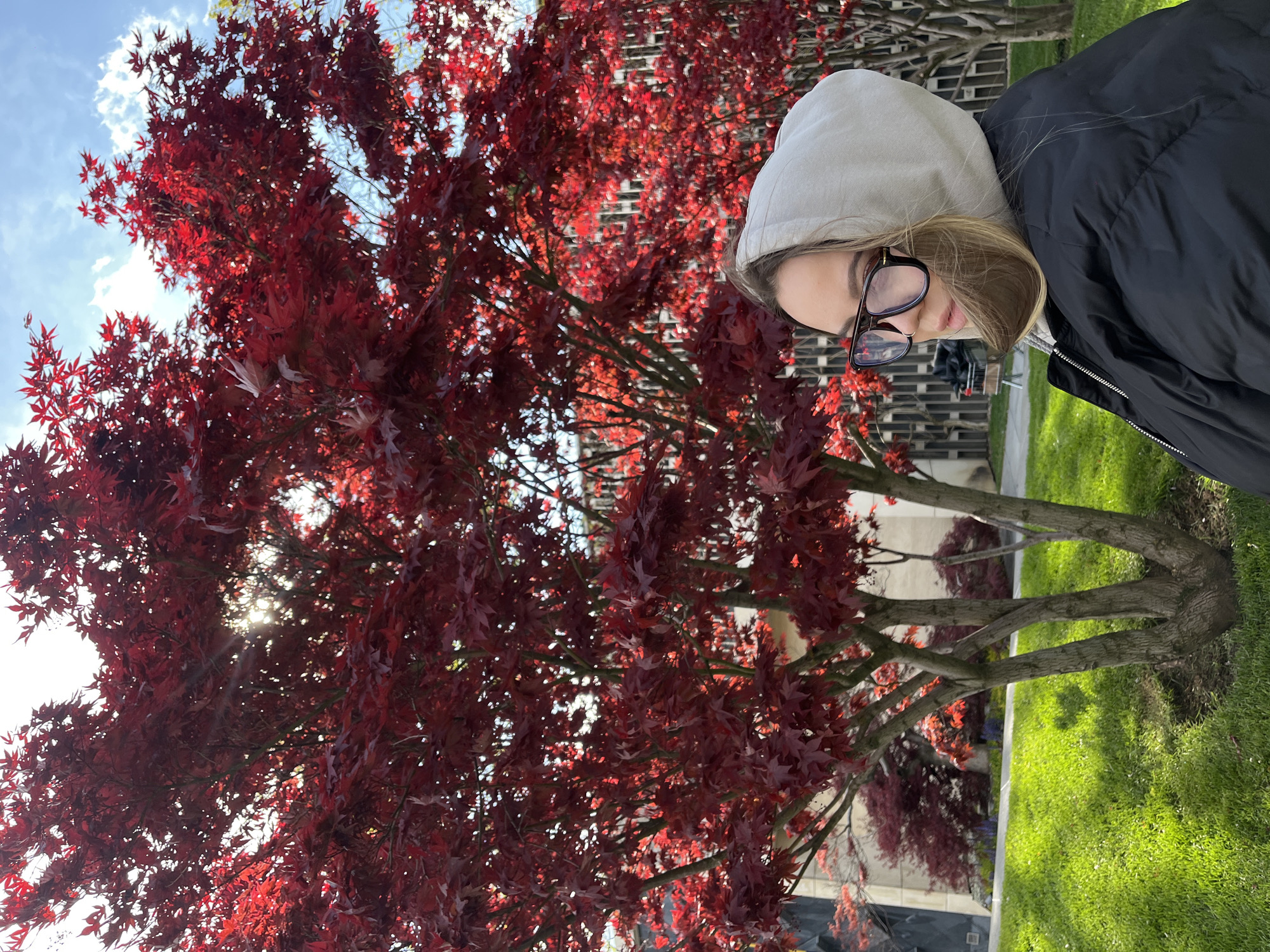 An outdoor, rotated full-shot photograph captures a person standing next to a large tree with vivid red foliage under a bright sky. The subject, positioned on the right side of the frame, is a female with light brown hair wearing a light grey hooded sweatshirt (hood up) and a black puffer jacket. She is also wearing dark-rimmed glasses and her gaze is directed slightly downwards or to the side.
The central and left portion of the image is dominated by the expansive canopy of a Japanese maple tree, characterized by its intensely red, five-lobed leaves. Sunlight filters through the dense foliage, creating bright highlights and a warm glow among the leaves, with patches of a blue sky and white clouds visible above. The tree's multiple trunks and branches, gnarled and dark brown, are visible, particularly towards the bottom and center of the frame.
In the background, behind the tree and to the right of the person, is a building with a textured, possibly brick or stone, facade. Green grass covers the ground beneath the tree and extends towards the foreground. Another, smaller tree with similar red leaves can be seen further in the background. The scene suggests a sunny day in an urban or park setting in Krasnodar, Russia. There is no visible text in the image.