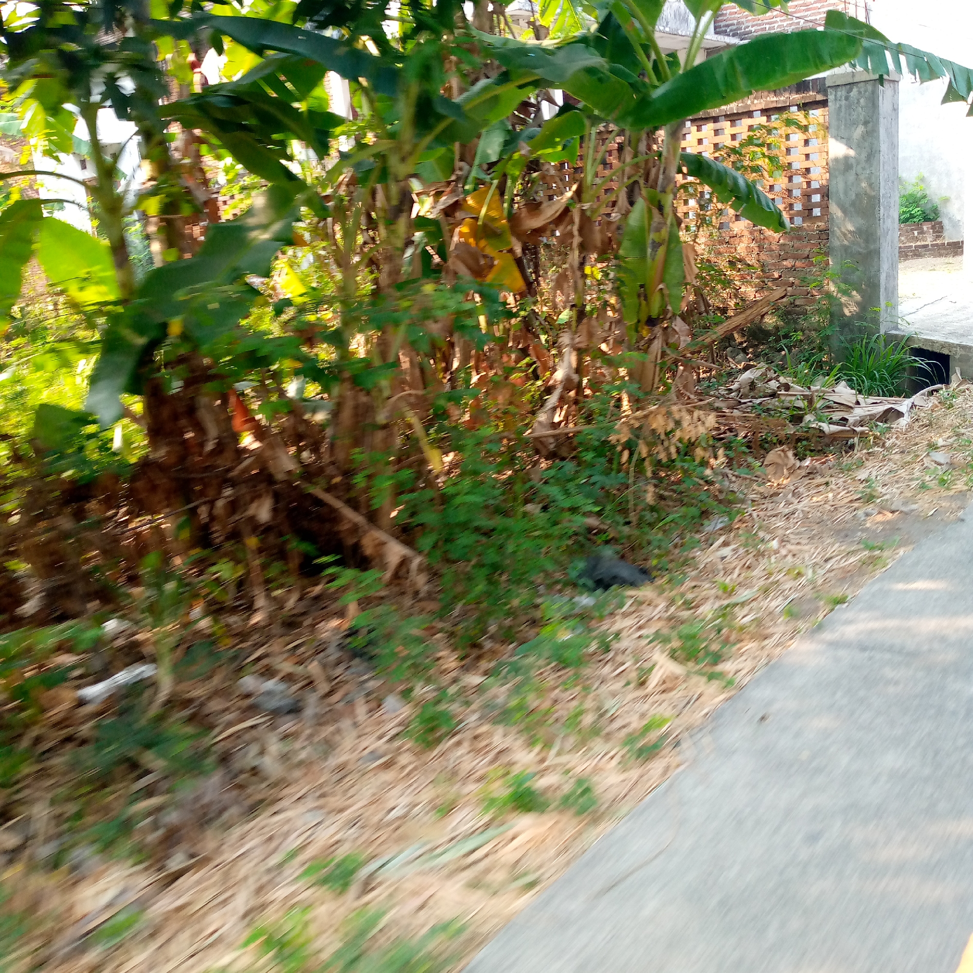 The image depicts a side view of a pathway bordering a dense, overgrown area with banana trees and dried foliage. A concrete pillar is visible on the right side of the frame, adjacent to a brick wall with a decorative, open pattern. A concrete drain runs along the edge of the pathway. The ground is covered with dry leaves and sparse green vegetation. The scene appears to be in a rural or semi-rural setting within Tambakagung, Indonesia, given the presence of banana trees and the architectural style of the wall and pillar. There are no people or animals visible in the frame, and the focus is on the natural and built environment. The overall impression is one of a somewhat unkempt but functional outdoor space.