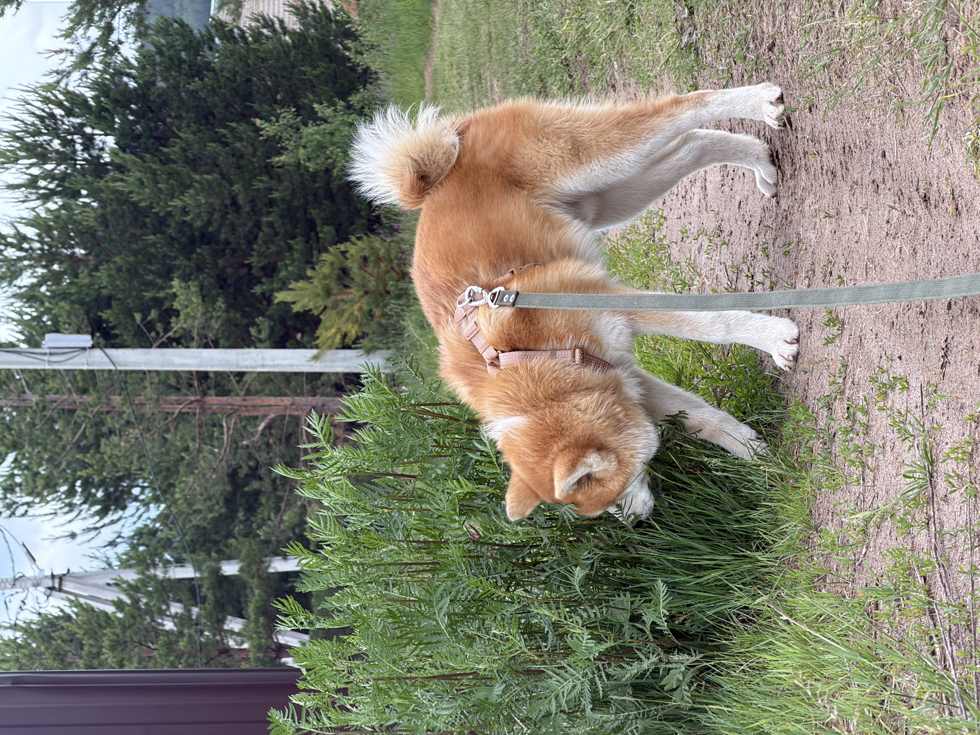 An Akita dog, exhibiting reddish-orange fur with white markings on its face, chest, belly, legs, and tail, is depicted in profile, deeply sniffing a dense cluster of tall green, fern-like plants located on the left side of the frame. The dog wears a light brown harness, from which a light green leash extends downwards towards the lower center. Its front right paw is positioned near the base of the vegetation. The dog stands on a sandy dirt path that has sparse patches of green grass and small weeds. In the background, a dense formation of coniferous trees, primarily pines, spans across the scene. A segment of a dark brown building structure is visible on the far left. Multiple utility poles are present; a prominent central pole features several white cross-arms and wires, and a thinner, lighter-colored pole is visible on the far right. The sky overhead is overcast. Distant building structures are faintly discernible through the trees on the right. This scene is located in the city of Chaikovsky, Russia.