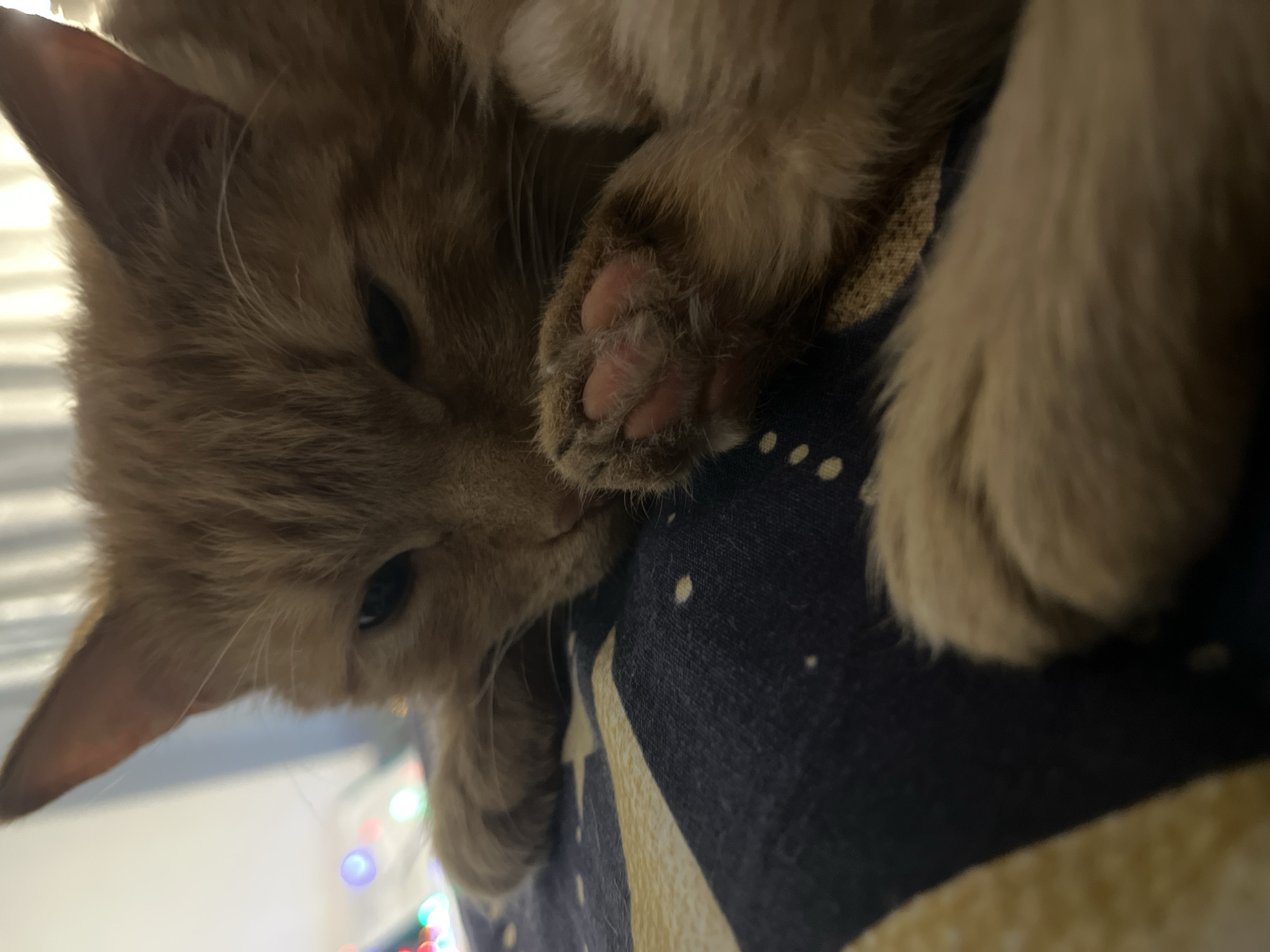 A close-up shot depicts an orange tabby cat lying on a dark blue surface patterned with white and gold stars. The cat's face is in the lower left of the frame with its eyes partially closed. The cat's right paw rests on the surface. The cat's pink paw pads are visible. A string of colored Christmas lights is blurred in the lower-left foreground. The location is not discernible from the image.
