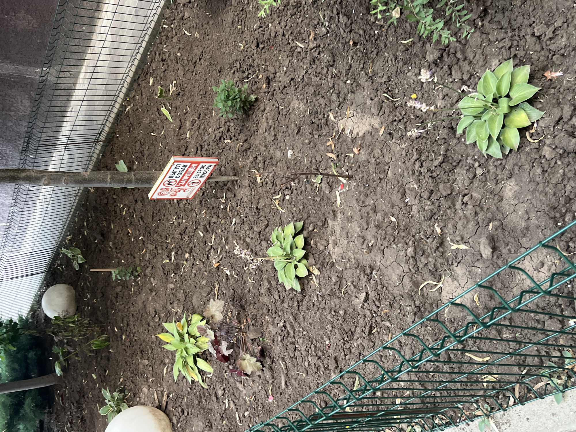 The image shows a small garden bed in Belozernyi, Russia, enclosed by a green chain-link fence. The ground is dark soil, with several small plants and some fallen leaves scattered throughout. In the foreground, a cluster of green plants with light purple flowers is visible. To the left of this, another plant with dark red and green leaves is growing. In the background, a white spherical object is partially visible. A red and white sign is mounted on a wooden post near the center of the image. The sign has Cyrillic text and depicts images of a dog and a trash can with a line through them. Behind the garden bed, a black metal fence runs horizontally, and beyond that, a paved walkway is visible. The overall scene depicts a neglected or recently planted garden area with a clear "no dogs" and "no littering" sign.