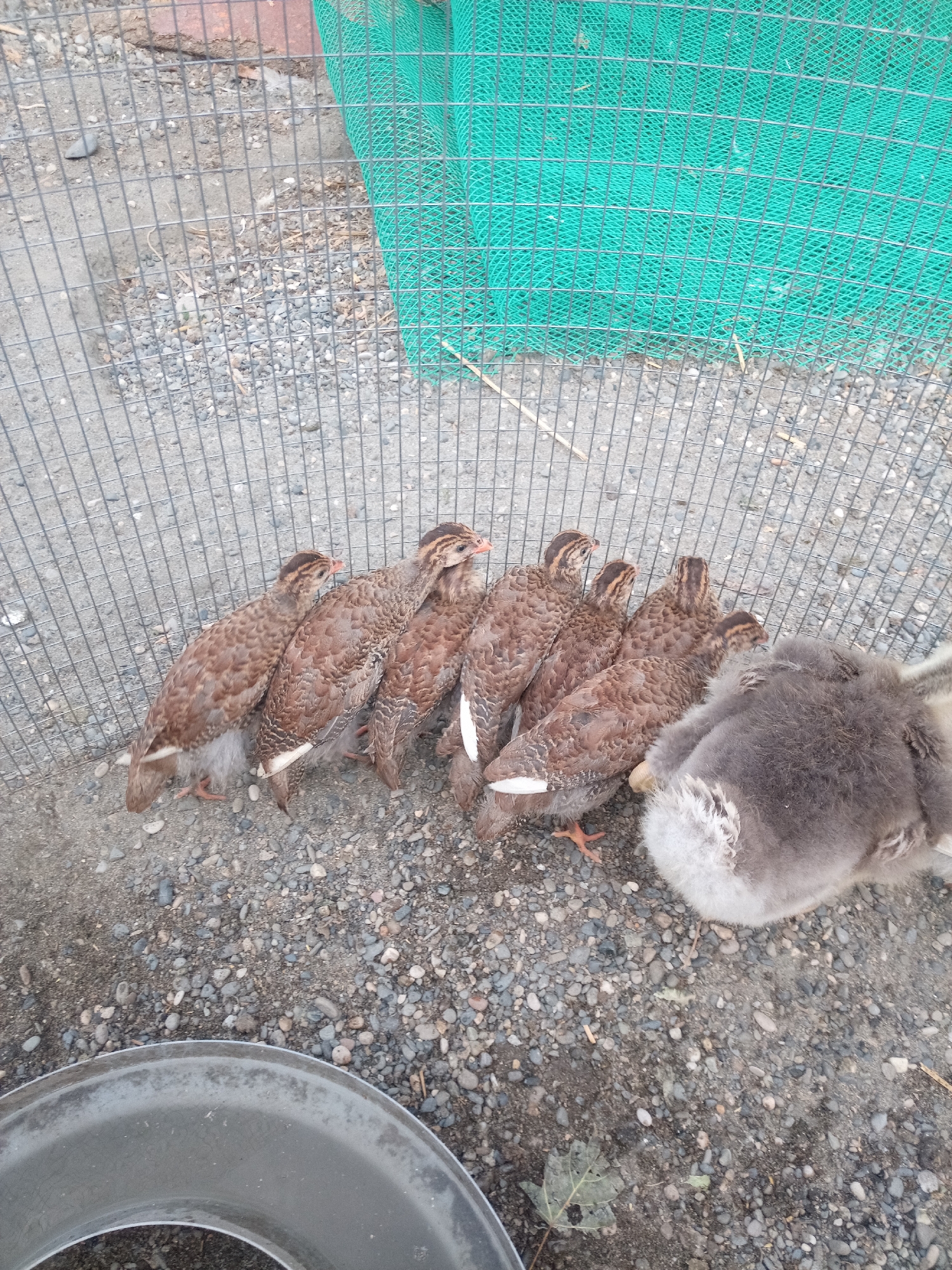 The image shows a group of seven small, speckled brown birds, possibly partridges, standing in a line on a gravelly ground. To the right of the birds, a fluffy gray and white bird, likely a gosling, is partially visible, facing away from the camera. In the background, a wire mesh fence encloses the area, and a section of bright green netting is visible behind the fence. The ground is covered in small stones and some dried plant debris. In the foreground, the edge of a large, grey, circular object, possibly a metal feeder or trough, is visible. The scene appears to be an outdoor enclosure.