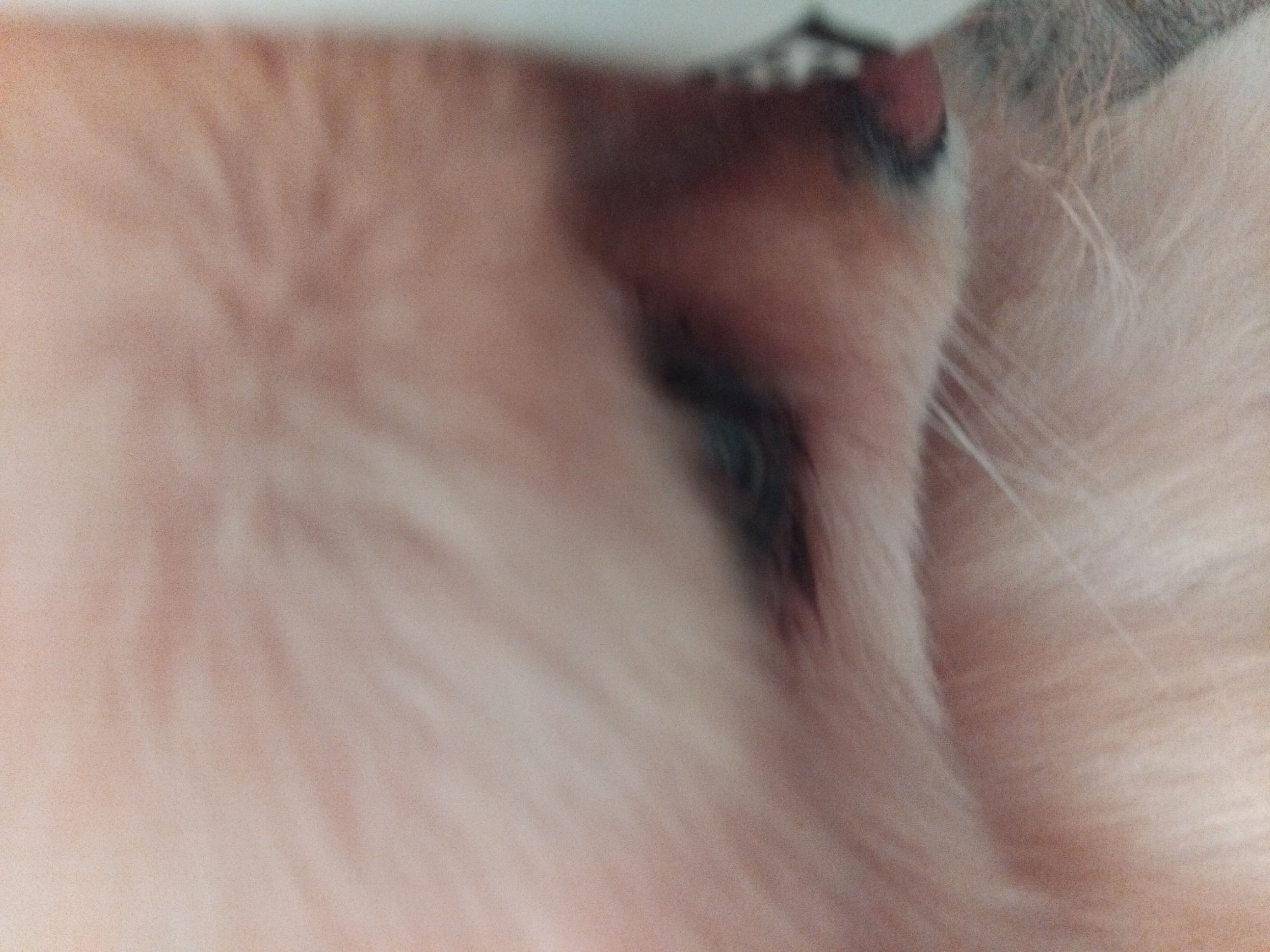 The image is a close-up, side-profile photograph of a dog's face. The dog appears to be a Pomeranian, with light-colored fur that is soft and fluffy. The focus is on the dog's eye, which is dark and partially obscured by fur. The dog's nose is visible, and it is pink and wet. The background is blurred and out of focus, but it appears to be a light-colored surface. The image was taken in Apriltsi, Bulgaria.