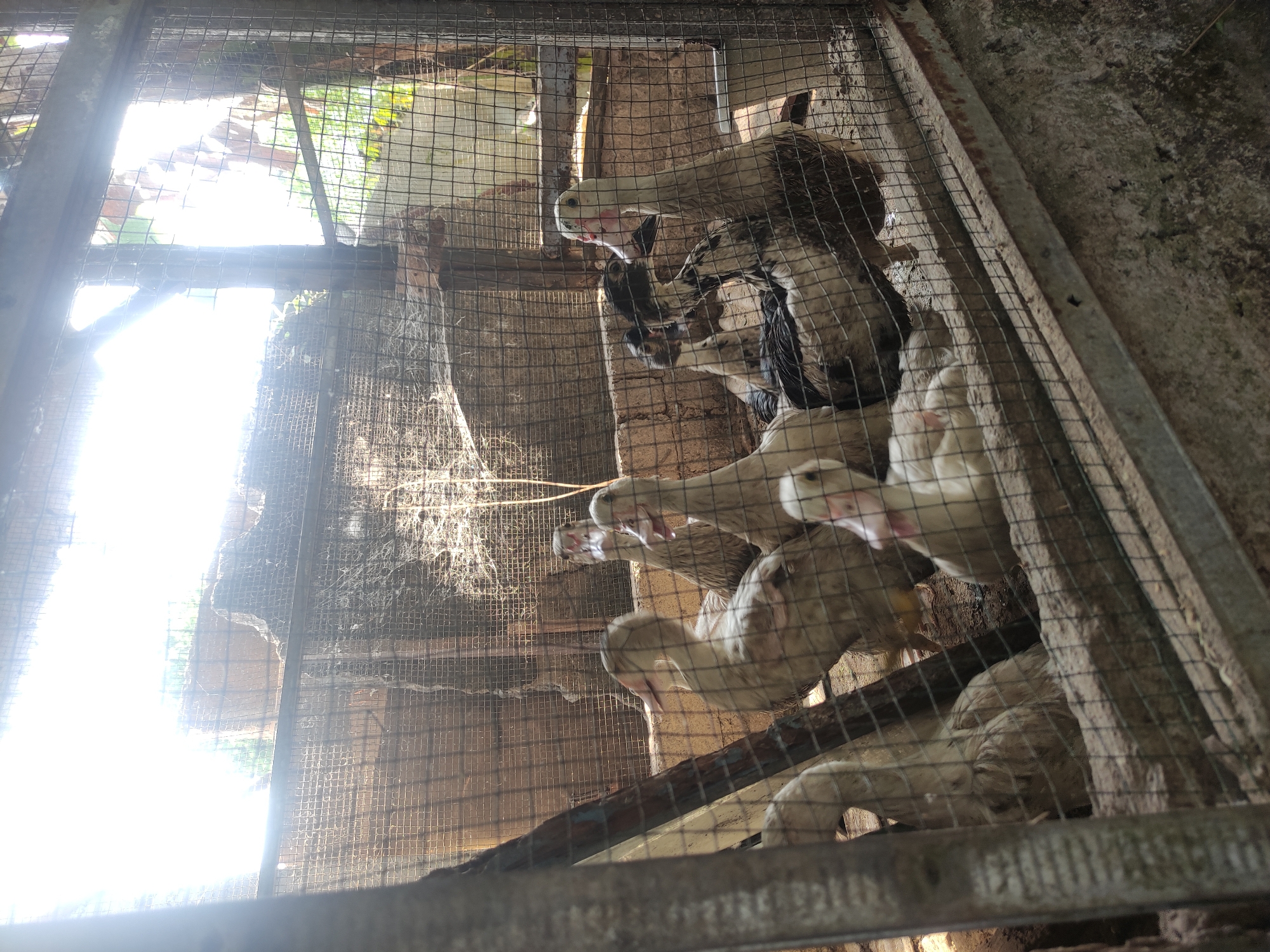 In a dimly lit, cage-like enclosure, a group of ducks huddle together. The cage is constructed with wire mesh and wooden supports, with concrete flooring. Sunlight streams in from above, creating bright highlights and casting shadows. The ducks, varying in shades of white and brown, are clustered together, some looking towards the camera, while others are more obscured. One duck in the foreground has its beak open, revealing a pink interior. The environment appears to be an outdoor pen, possibly on a farm or in a rural setting, consistent with the general description of Klampok, Indonesia, which is known for its agricultural and rural character. The scene captures a moment in the daily life of these domesticated birds within their enclosure.