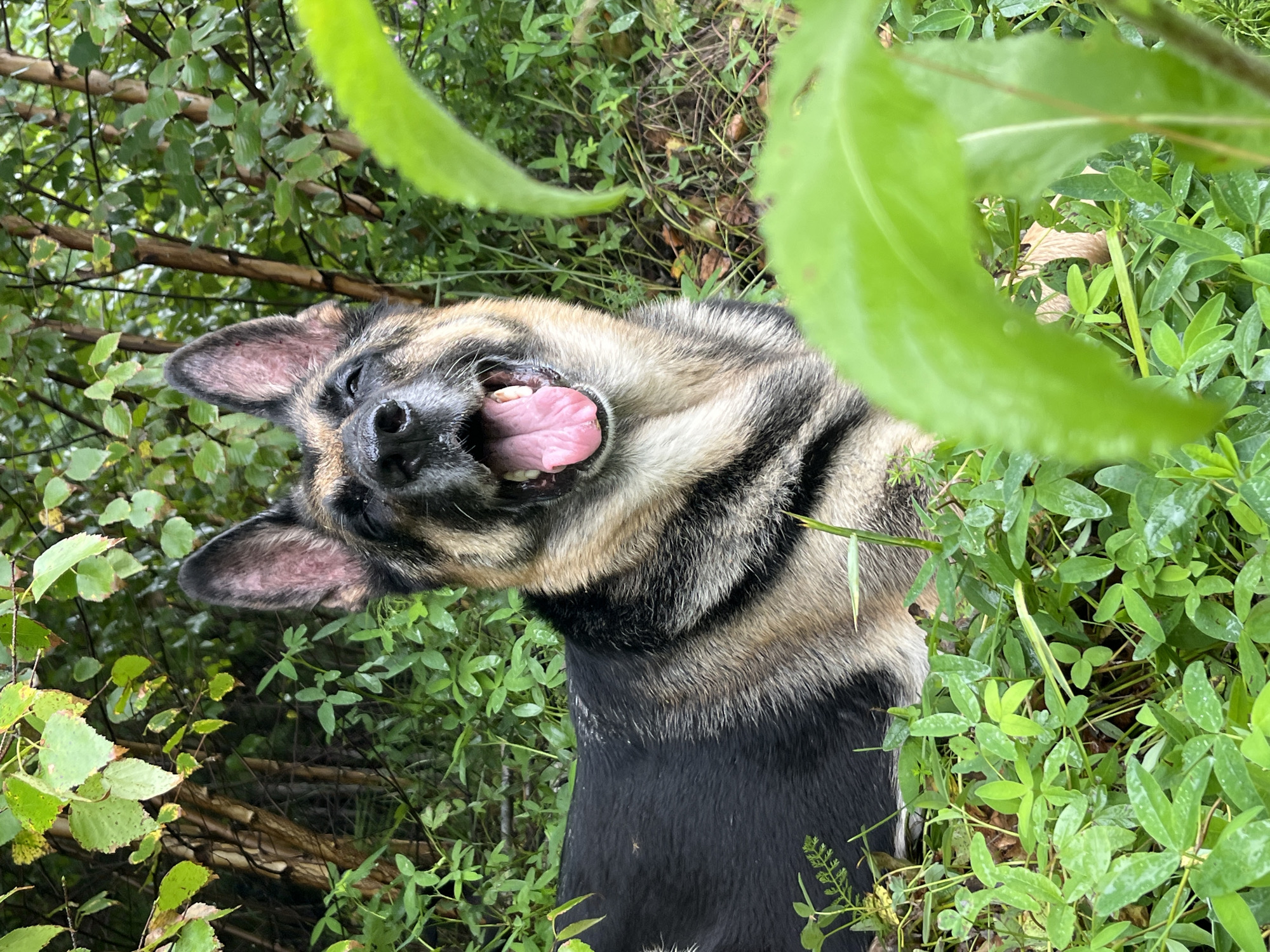 A German Shepherd dog is lying in green foliage in an outdoor setting. The dog is facing the camera with its mouth open, panting, and its tongue is visible. The dog's fur is black and tan. The background consists of trees and more green leaves. There is no indication that this scene is in Nizhny Tagil, Russia.