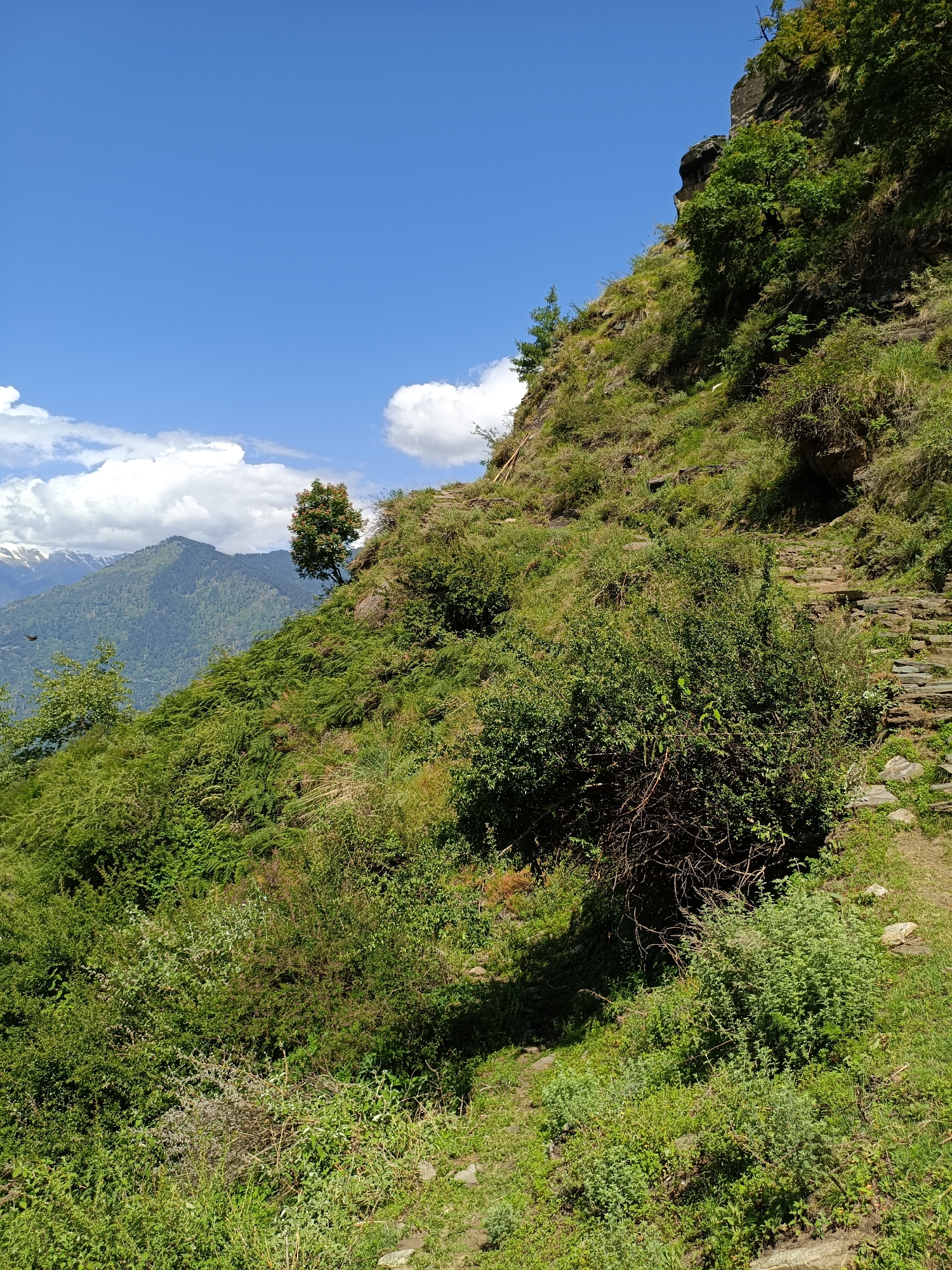 The image depicts a steep, overgrown hillside under a bright blue sky with scattered white clouds. The terrain is covered in lush green vegetation, including dense bushes, grasses, and a few scattered trees. In the background, majestic mountains are visible, some with snow-capped peaks, suggesting a high-altitude location. A stone pathway is discernible winding up the hillside, indicating a hiking trail or a route for traversing the challenging terrain. The scene is natural and undeveloped, with no signs of human structures or activity beyond the path. The overall impression is one of wild, untamed natural beauty, likely situated in a rural or mountainous region of India, possibly near Damadi, known for its scenic landscapes.