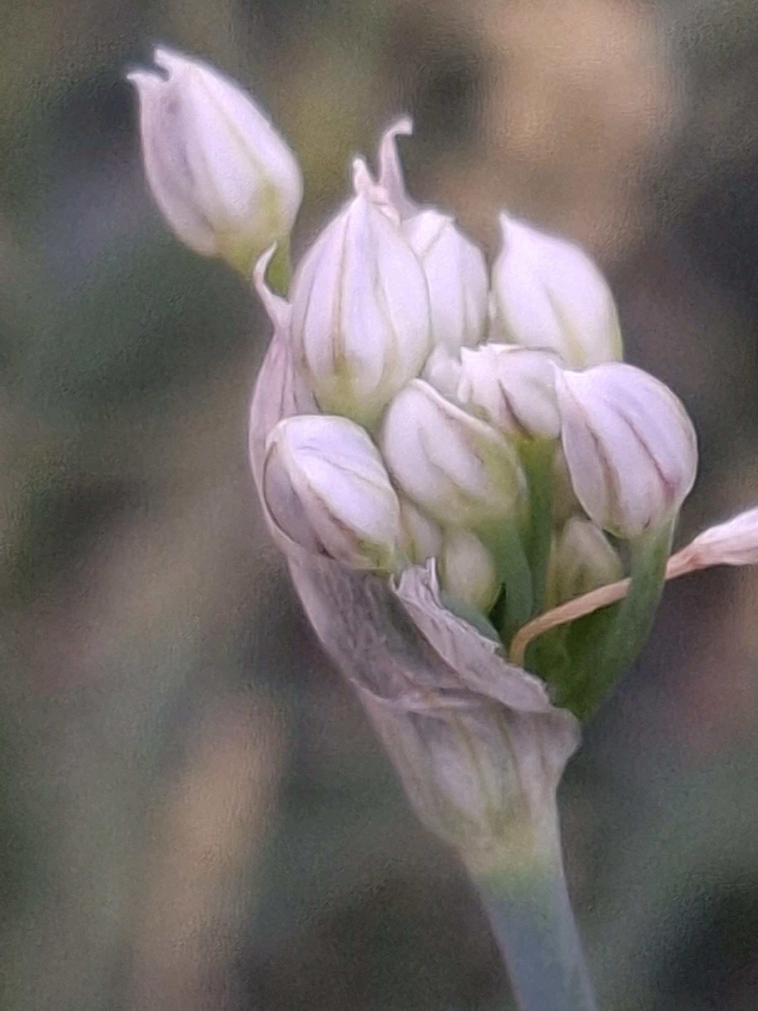 The image depicts a close-up, softly focused photograph of an unopened flower bud cluster, likely an allium variety, against a blurred background of green foliage. The buds are predominantly white with subtle hints of light purple and green, their delicate petals tightly wrapped. Some buds are partially open, revealing their inner structure. A thin, dry stem or leaf remnant wraps around the base of the cluster, adding a touch of texture. The overall impression is one of natural beauty and the anticipation of blooming. The lighting suggests it may be daytime, possibly in the morning or late afternoon, with diffused light that enhances the soft focus effect. There is no visible text in the image. The setting appears to be an outdoor garden or natural environment, consistent with a location like Almaty, Kazakhstan.