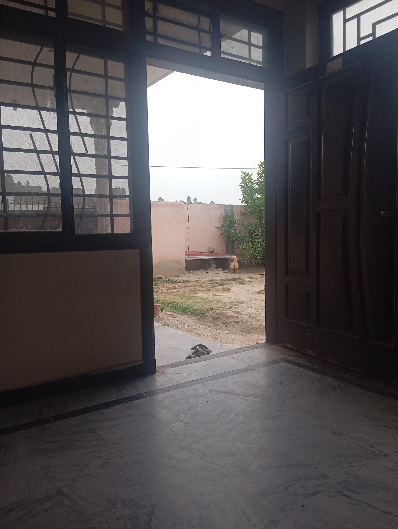 The image shows an open doorway leading to a yard. In the yard, a light-colored dog is facing away from the camera, standing on sandy ground. A tree with green leaves is visible behind the dog, and a pink wall forms the background. There are also some building structures in the distance, partially obscured by a barred window. The foreground consists of a marbled floor. The scene appears to be a residential area, likely in Mansehra, Pakistan, given the architectural style and vegetation.
