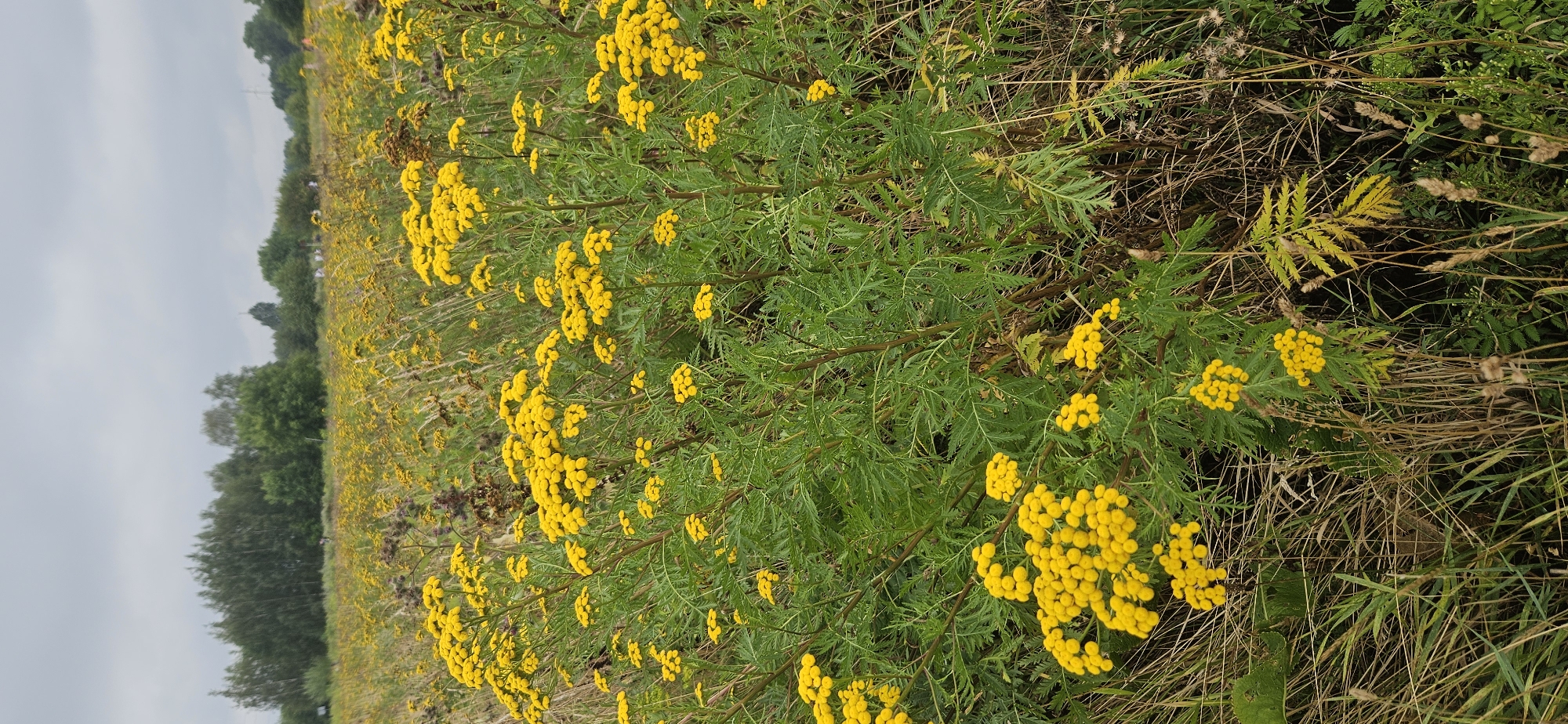 A vertical, medium-shot photograph captures a field dominated by tansy plants in bloom, their bright yellow button-like flowers clustered on green stems. The foreground features a dense collection of these flowering plants, with their feathery green leaves visible. Surrounding the tansy are dry grasses and seed heads, creating a textured, natural environment. In the background, a line of trees forms a dark green backdrop against a muted, overcast sky. A few scattered, indistinct figures can be seen in the middle ground amongst the distant field, suggesting a rural or park-like setting. The overall impression is one of a wild meadow under a cloudy day. The location is identified as Brzezinka, Poland.