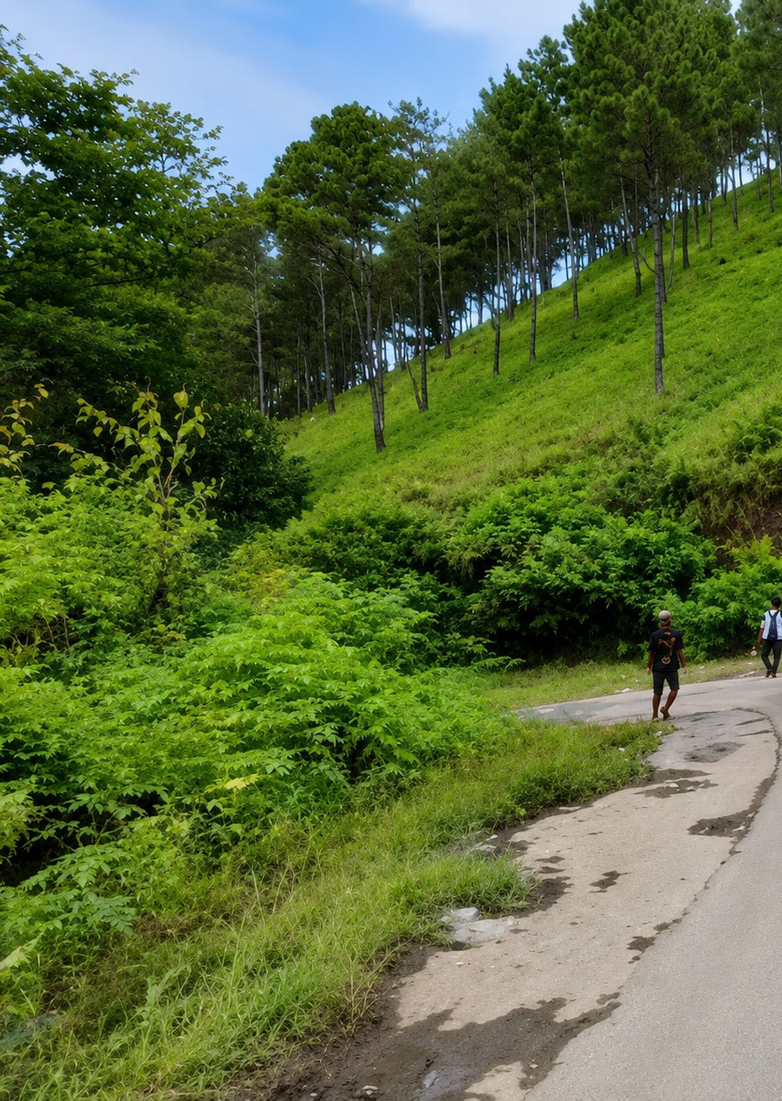 In Sosor Dolok, Indonesia, a rural road winds through a lush green landscape. On the right side of the road, two individuals are walking away from the camera. The first, wearing a black t-shirt and shorts, is closer to the foreground. Behind him, another person in a white shirt and dark pants walks further down the road. The road itself is paved but appears worn, with some patches of standing water and debris visible.
To the left of the road, a dense area of vibrant green foliage dominates the scene, creating a natural barrier. This vegetation includes various bushes and smaller trees, some with lighter green leaves. Further up the slope behind the foliage, a distinct line of tall, slender pine trees stands out, their dark green needles contrasting with the lighter green of the grass-covered hillside. The hillside slopes upward, creating a textured backdrop of green. The sky above is a clear blue with a few wispy clouds.
