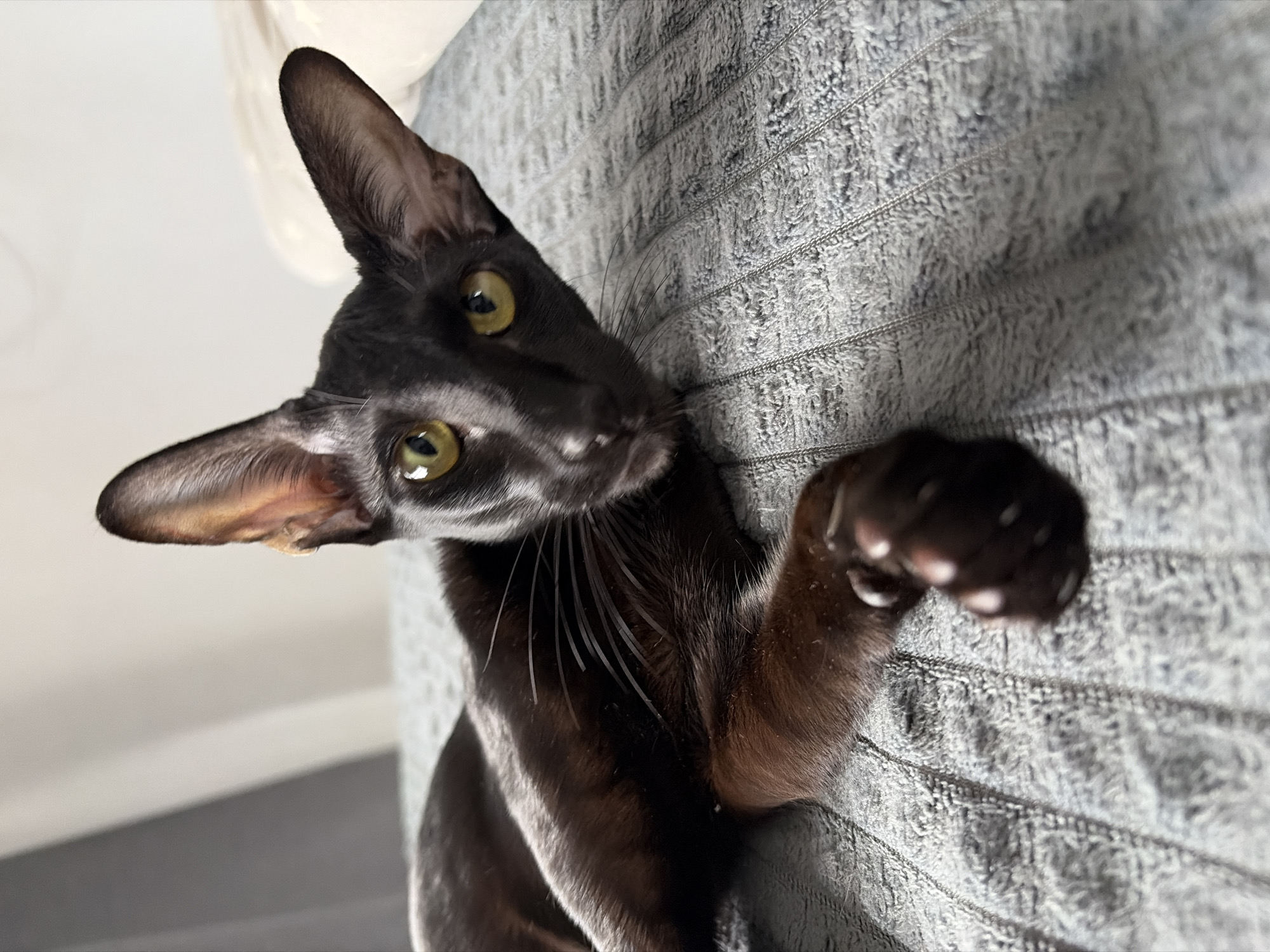 A dark brown oriental shorthair cat with large ears and green eyes is clinging to a gray, textured surface, possibly a wall or furniture. The cat is looking at the camera with its head tilted. The background is slightly blurred, showing hints of a white surface and gray wall. The cat's paw is visible, gripping the textured surface. No identifiable location is visible to identify if this photo was taken in Chaikovsky, Russia.