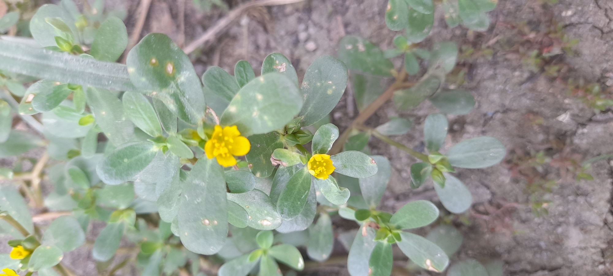 The image shows a close-up view of purslane plants with small yellow flowers growing in soil. Some leaves have spots. The background soil is cracked. The location is Buketteukuh, Indonesia.
